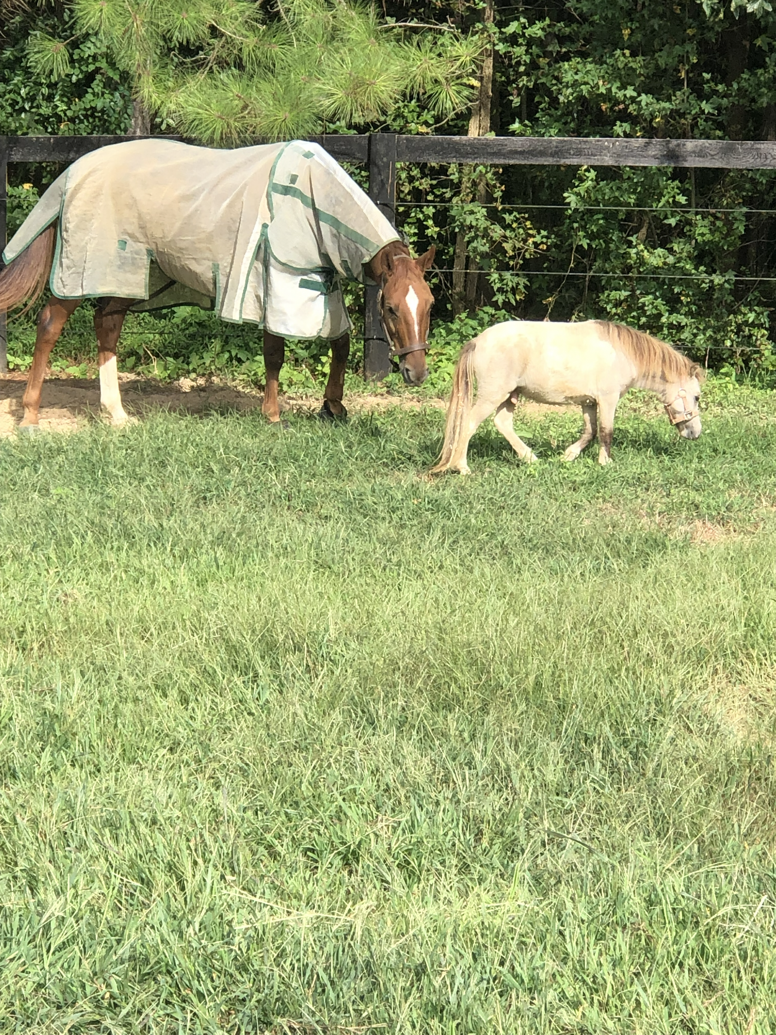 Sport horse in pasture