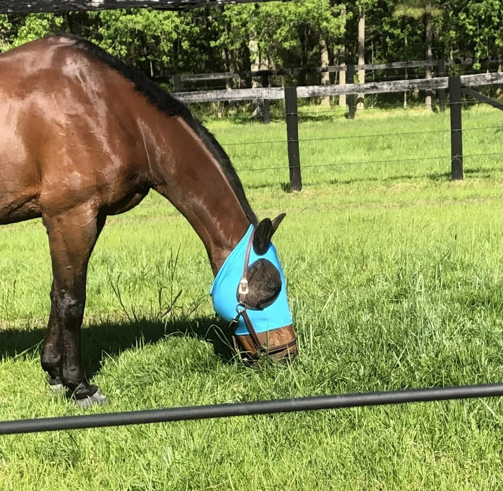 equine rehabilitation