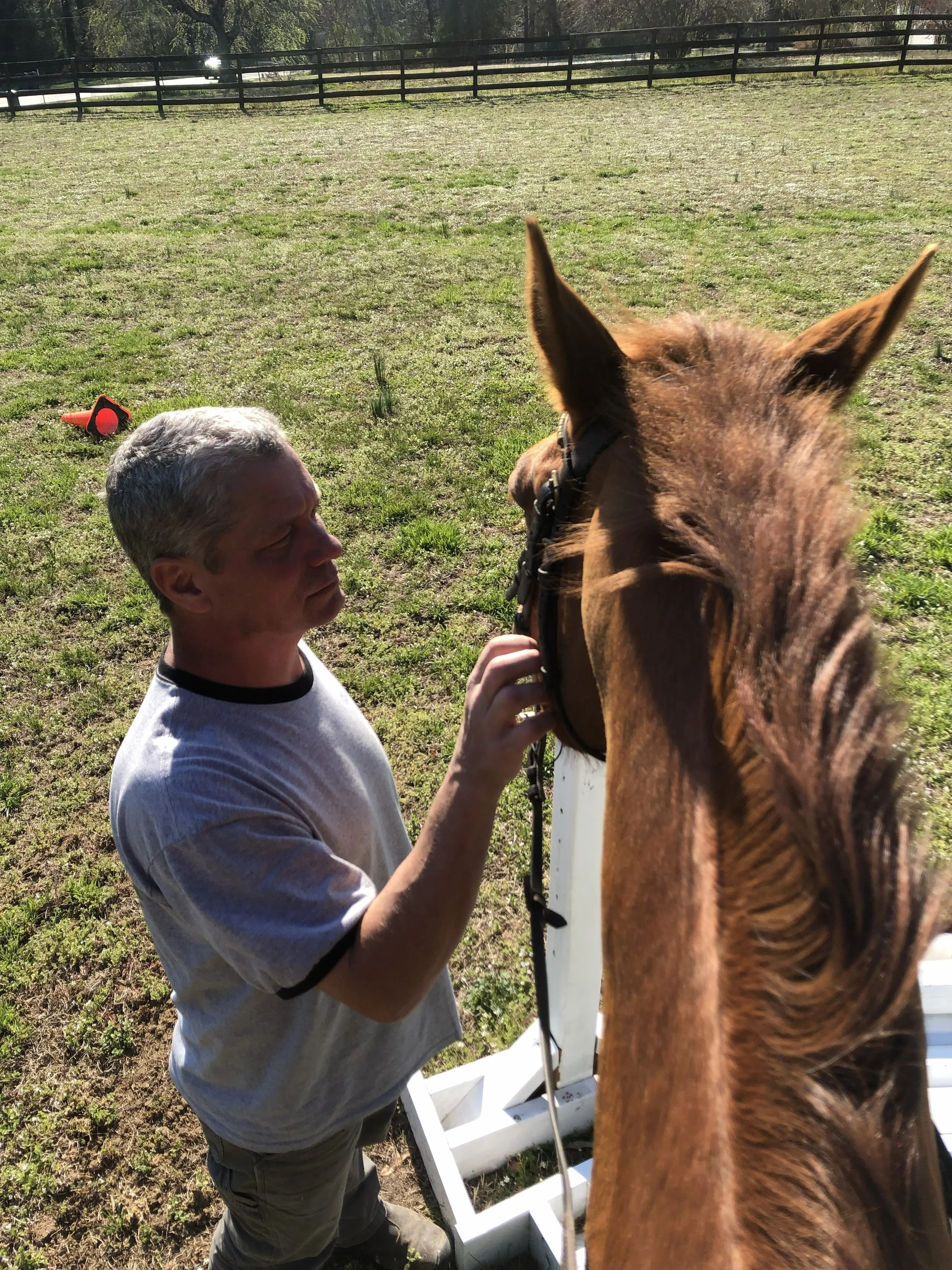 Horse Care