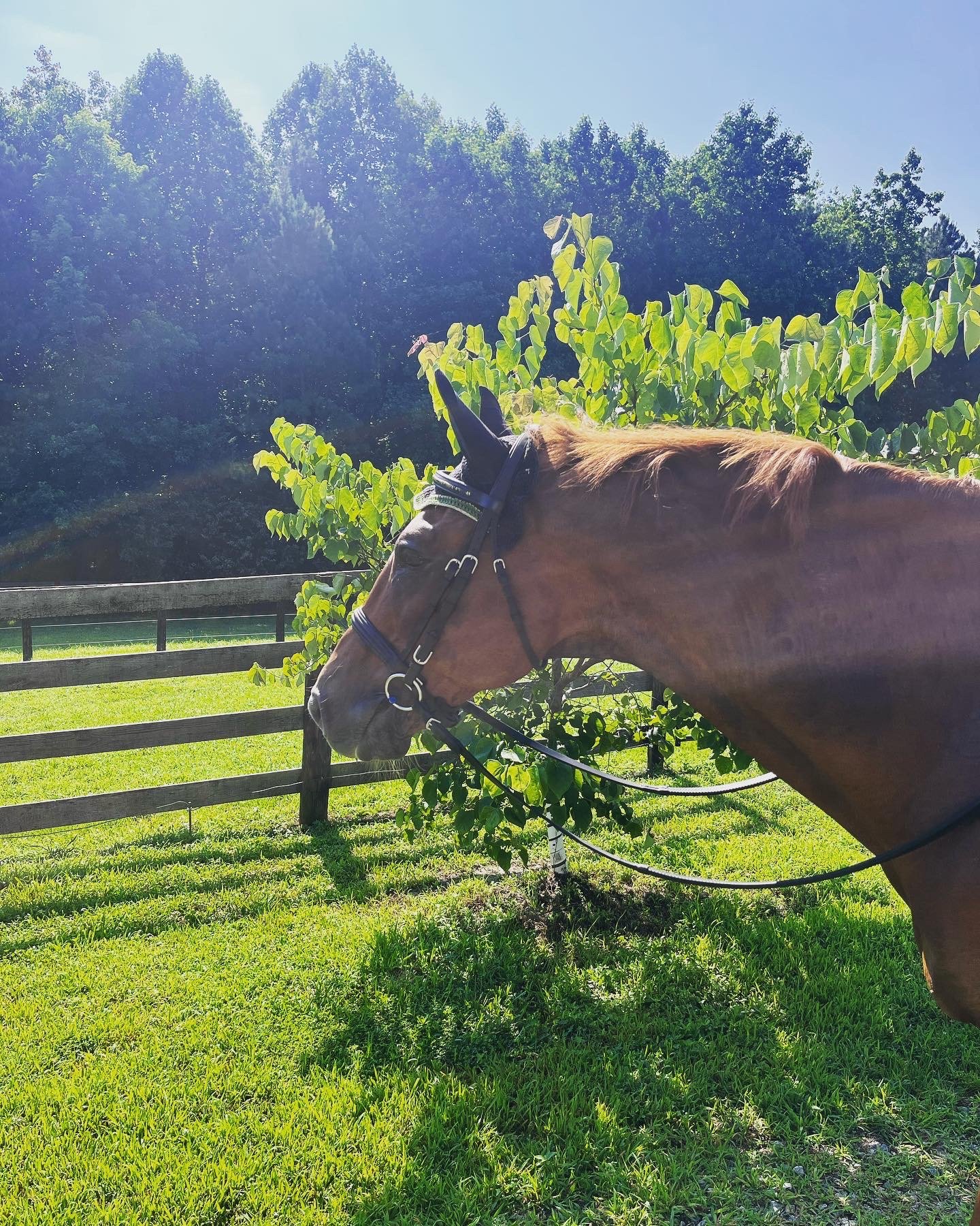 Warmblood Equine