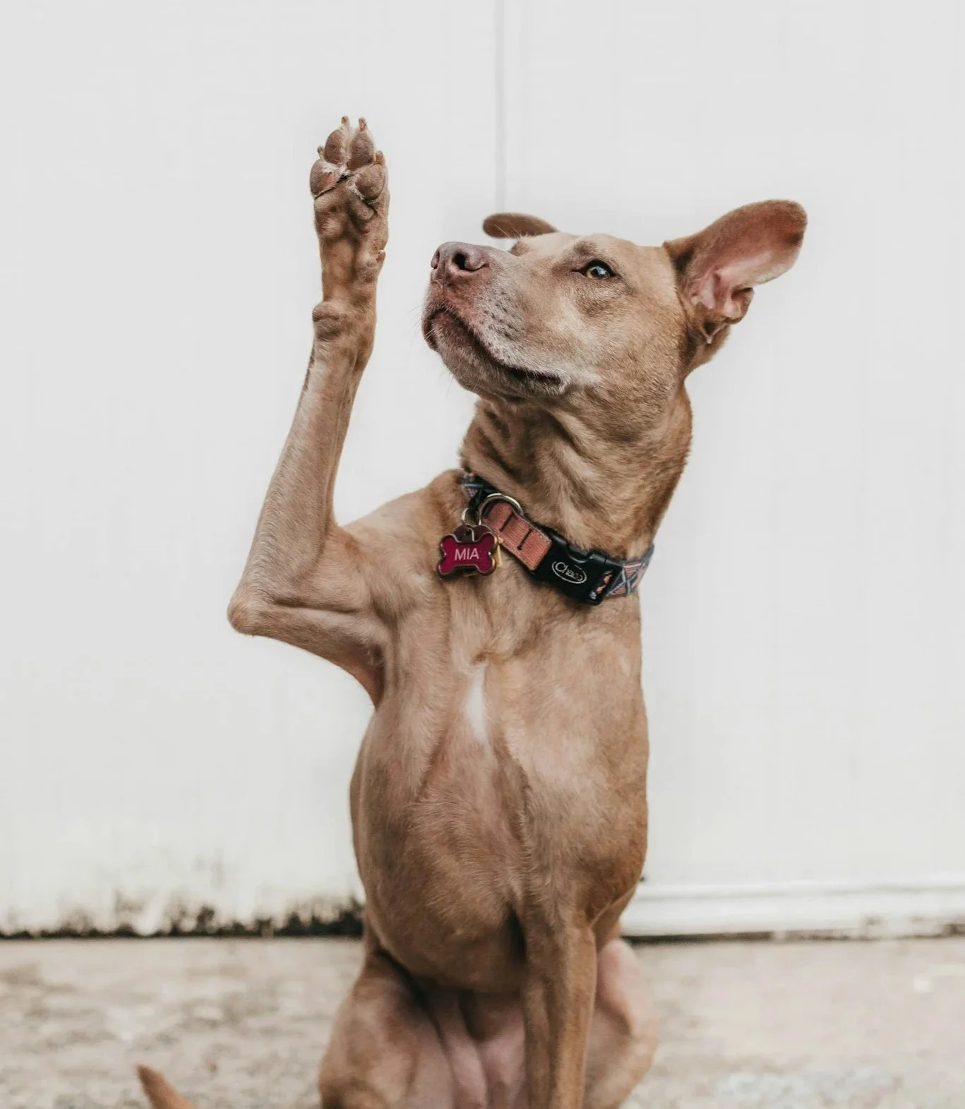 A happy dog raising one paw as if to ask a question - humorous to place it on the FAQ page.