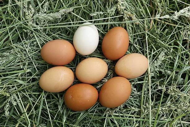 Pasture raised eggs