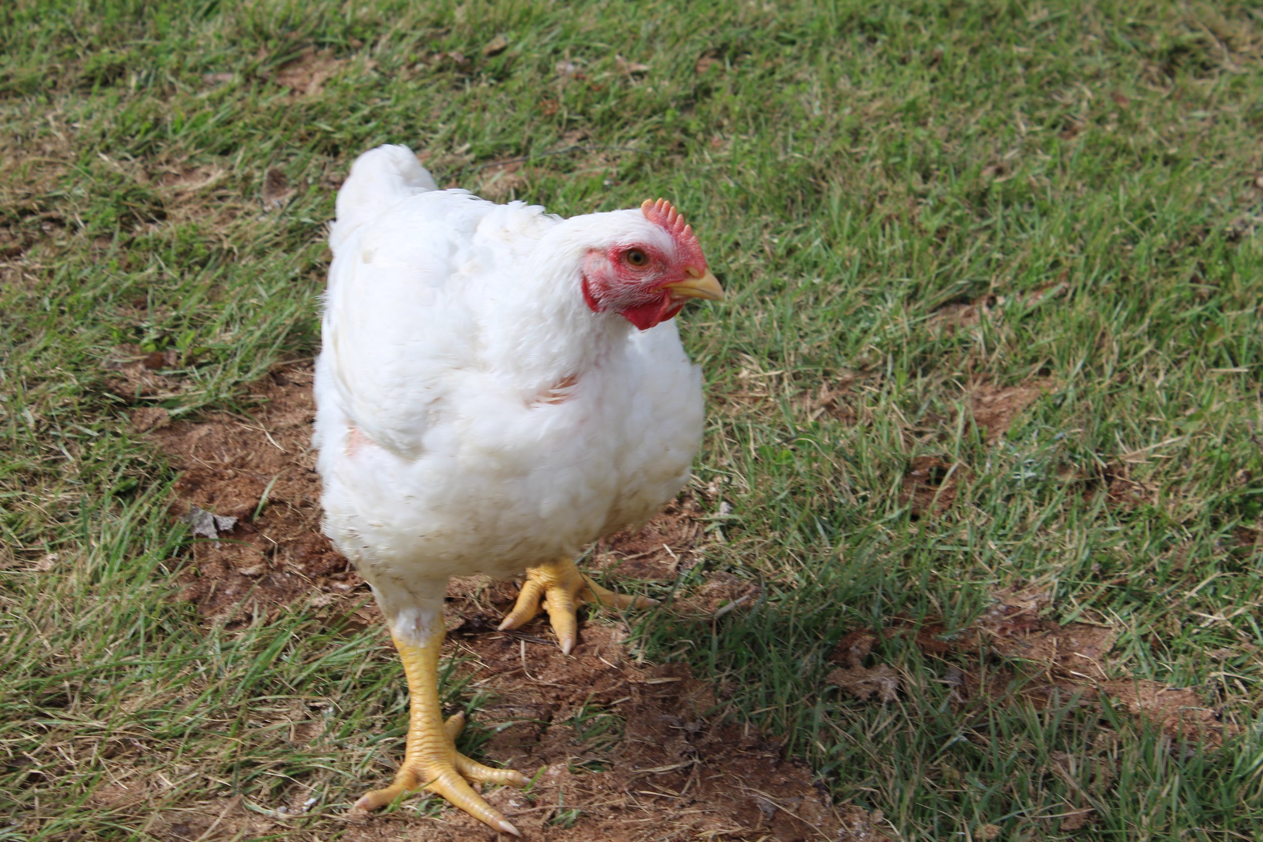 Poultry Feed Tags