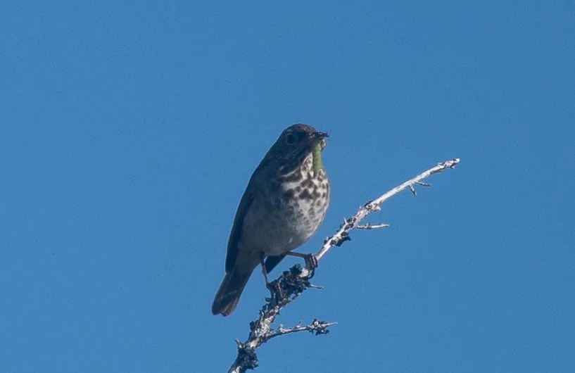 DSC_0753.jpg