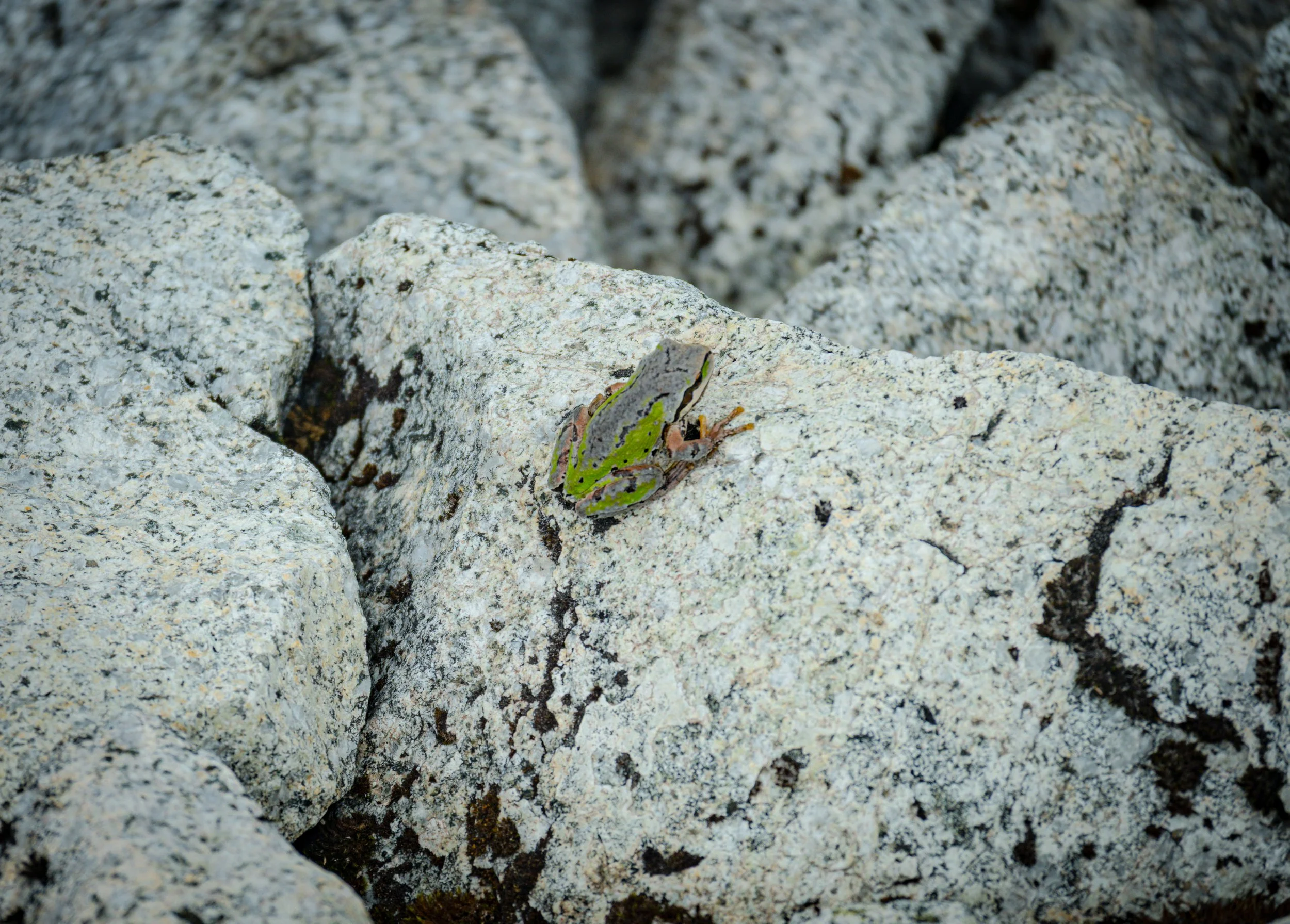 DSC_0782.jpg