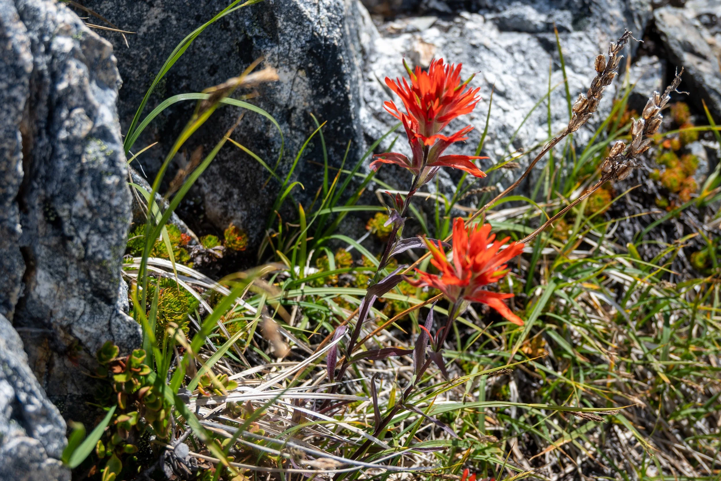 DSC_0855.jpg