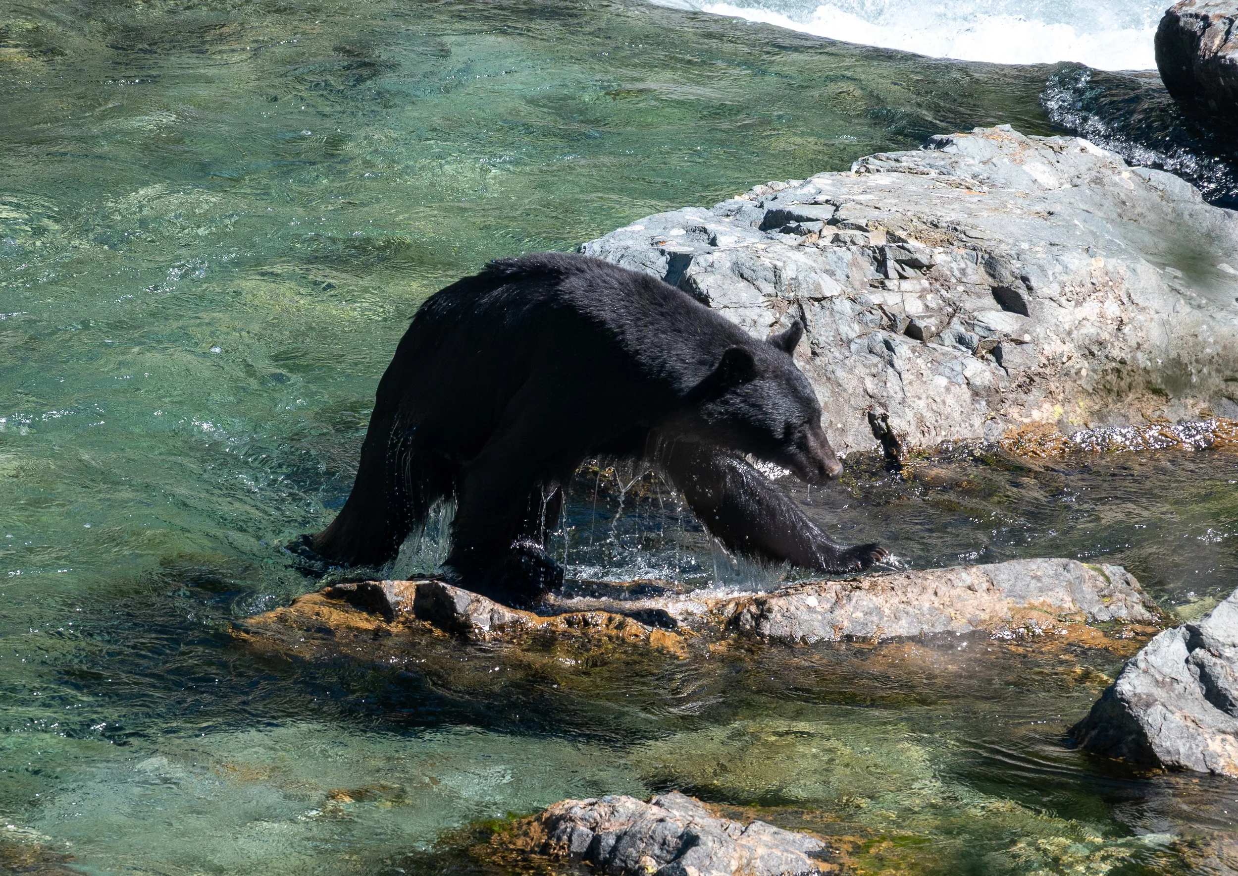 DSC_0985.jpg