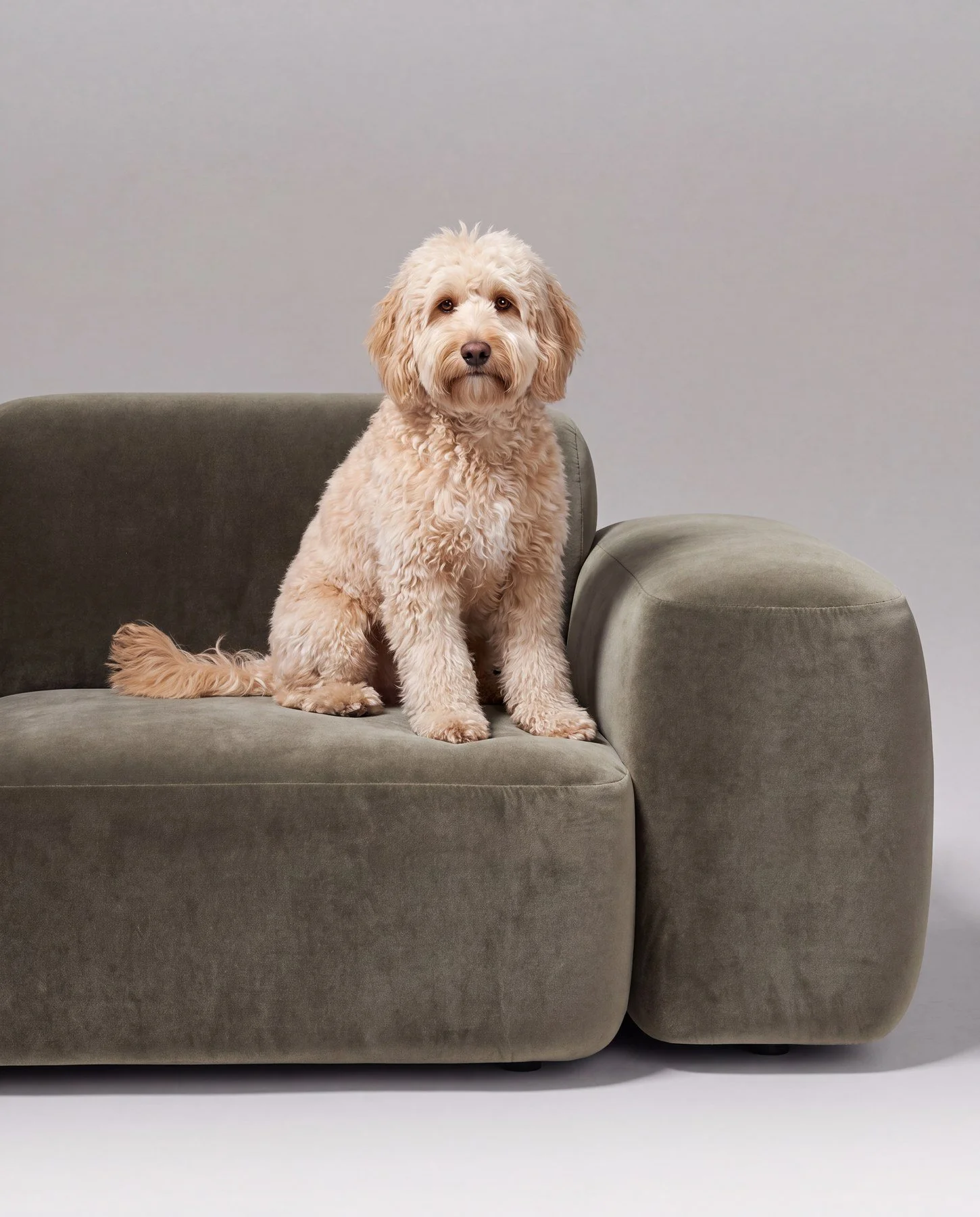 A fluffy cream-colored dog sitting on a modern green velvet sofa against a plain gray background.