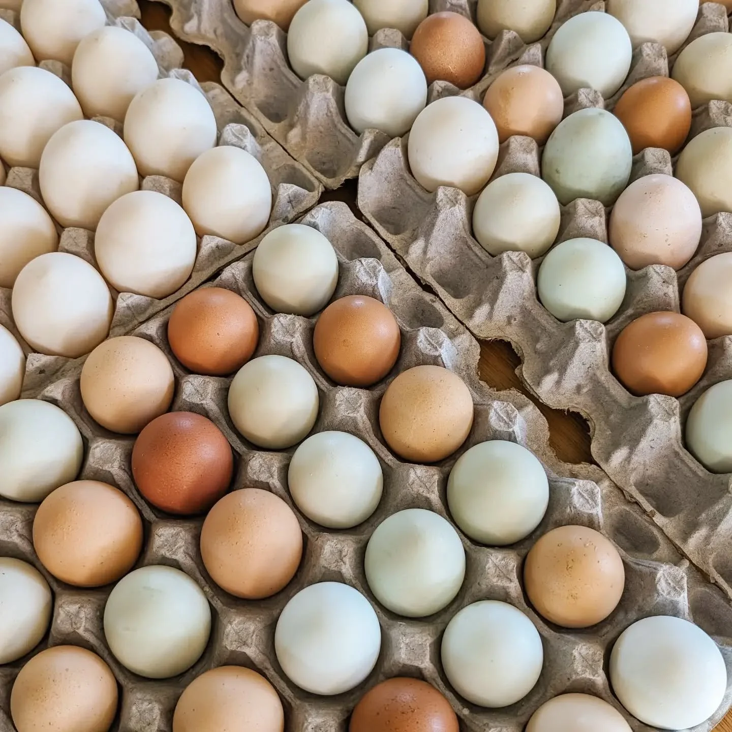 We've got no shortage of pastured farm-fresh eggs!

✨ Chicken eggs: $6/dozen
✨ Duck eggs: $10/dozen

(If you've never tried duck eggs, they're a baker's favourite thanks to their rich flavour and beautiful golden yolks.)

Message us anytime to grab a