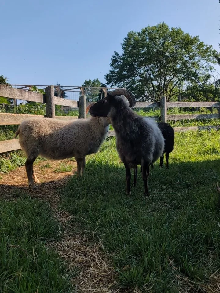 We've expanded our wool flock as well to manage our other pasture. 

Meet our Icelandic flock consisting of Freyja and Saga, two ewes due to lamb in the next month or two, and Siggi our future ram. 

We also added Harriet and Hazel, two pregnant Suff