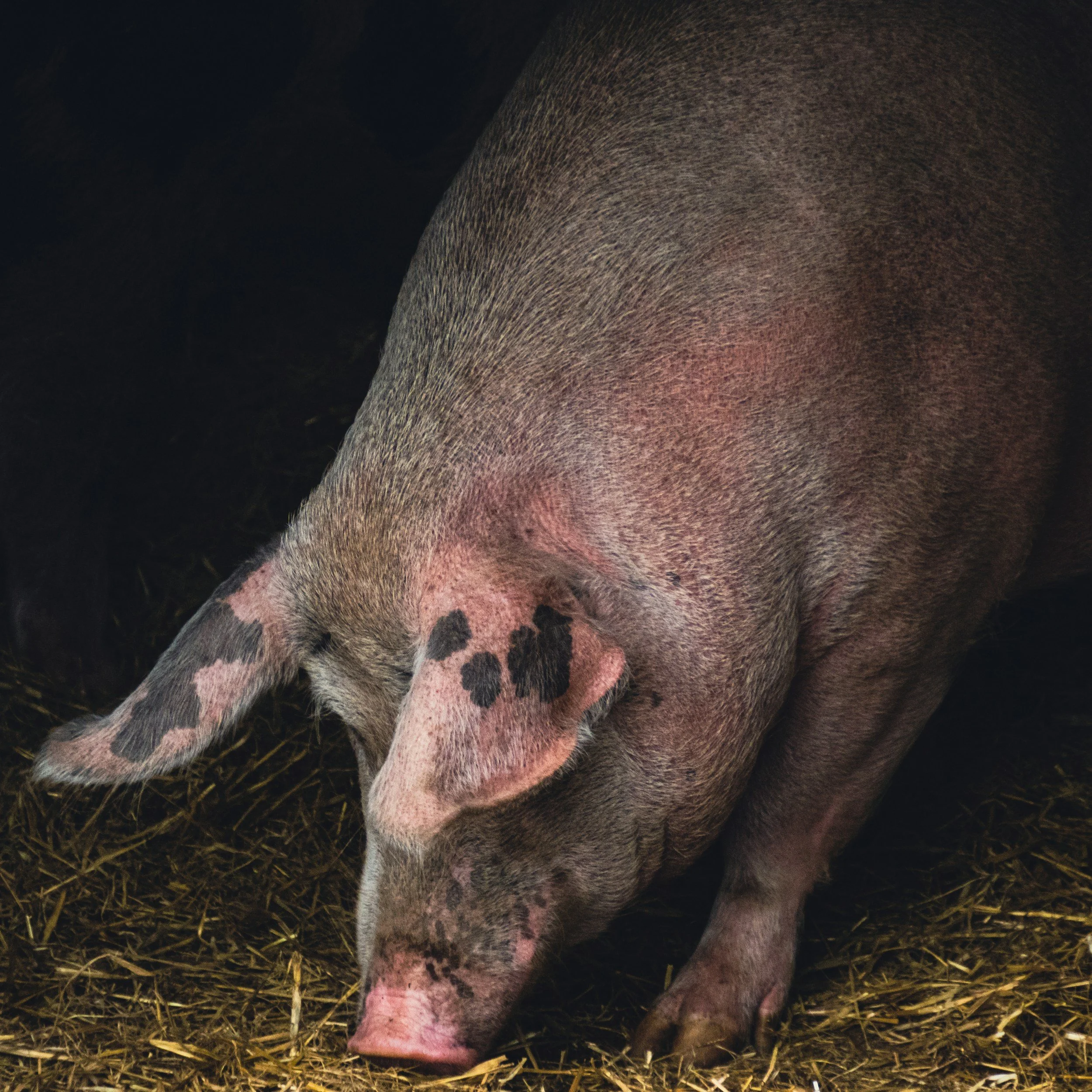 Close-up of a pig's body showing pink skin and black spots, standing on ground covered with hay or straw.