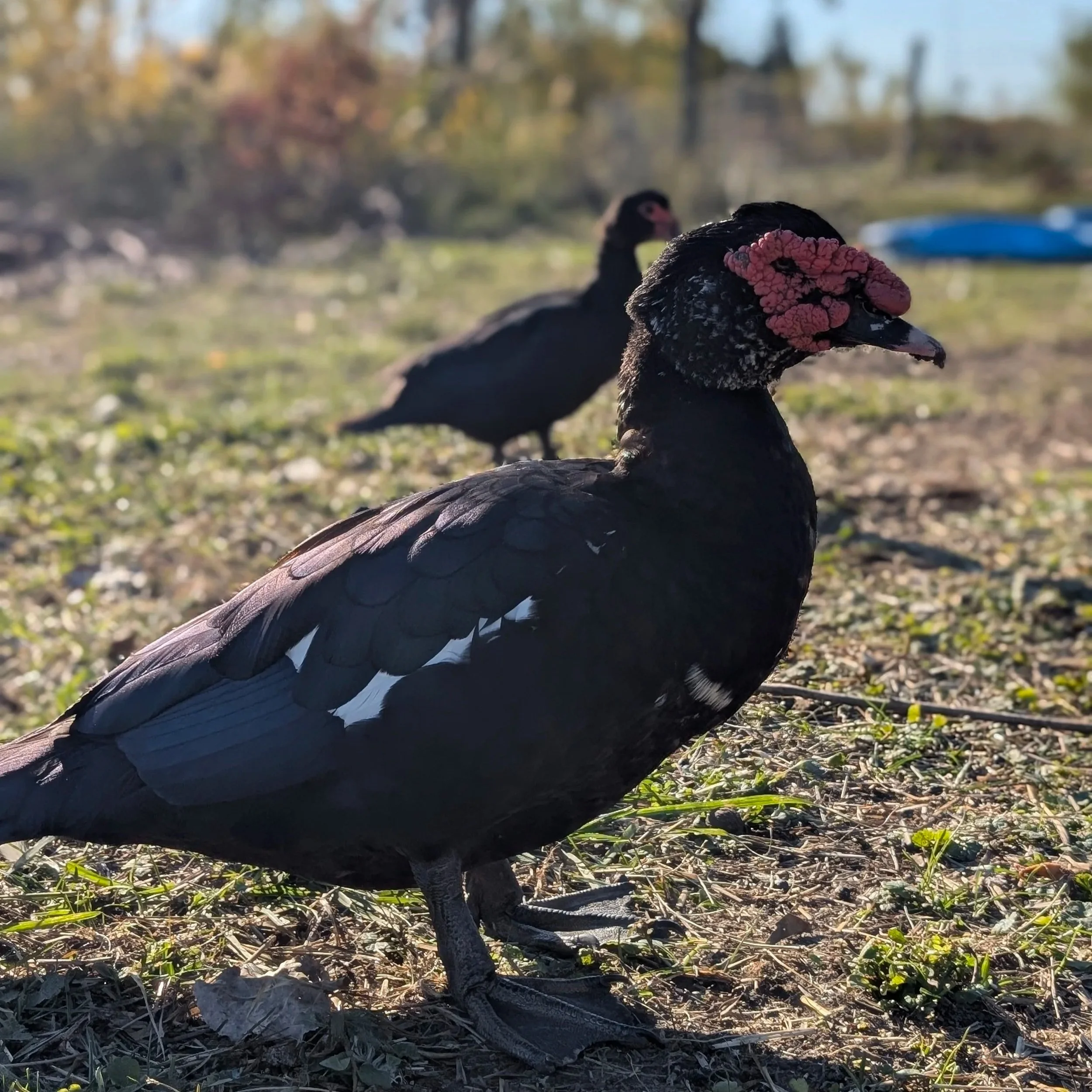Close-up of a duck on the ground outdoors with blurred trees and sky in the background.