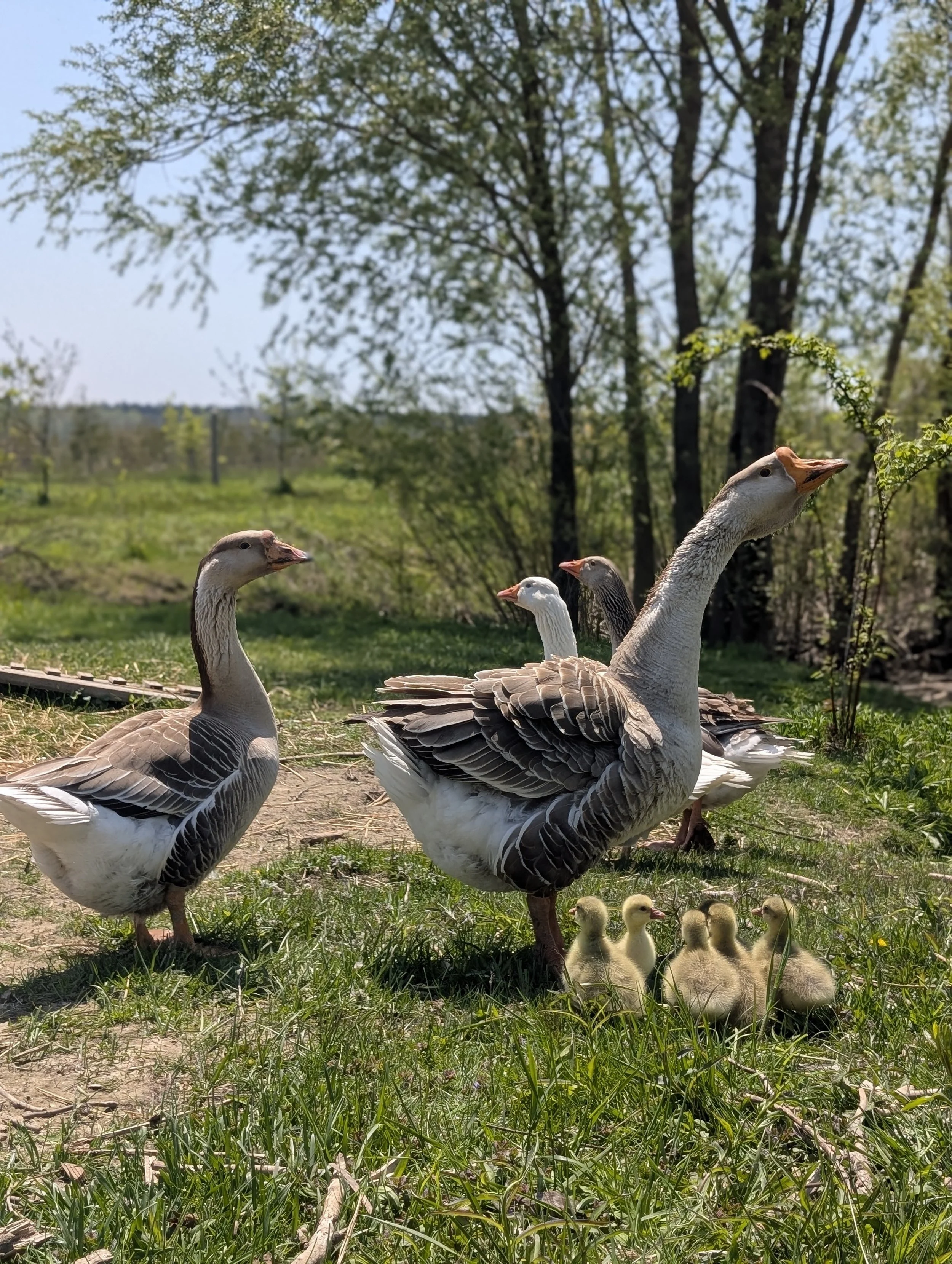 Family of geese, including adult geese and ducklings, on a grassy area with trees in the background.