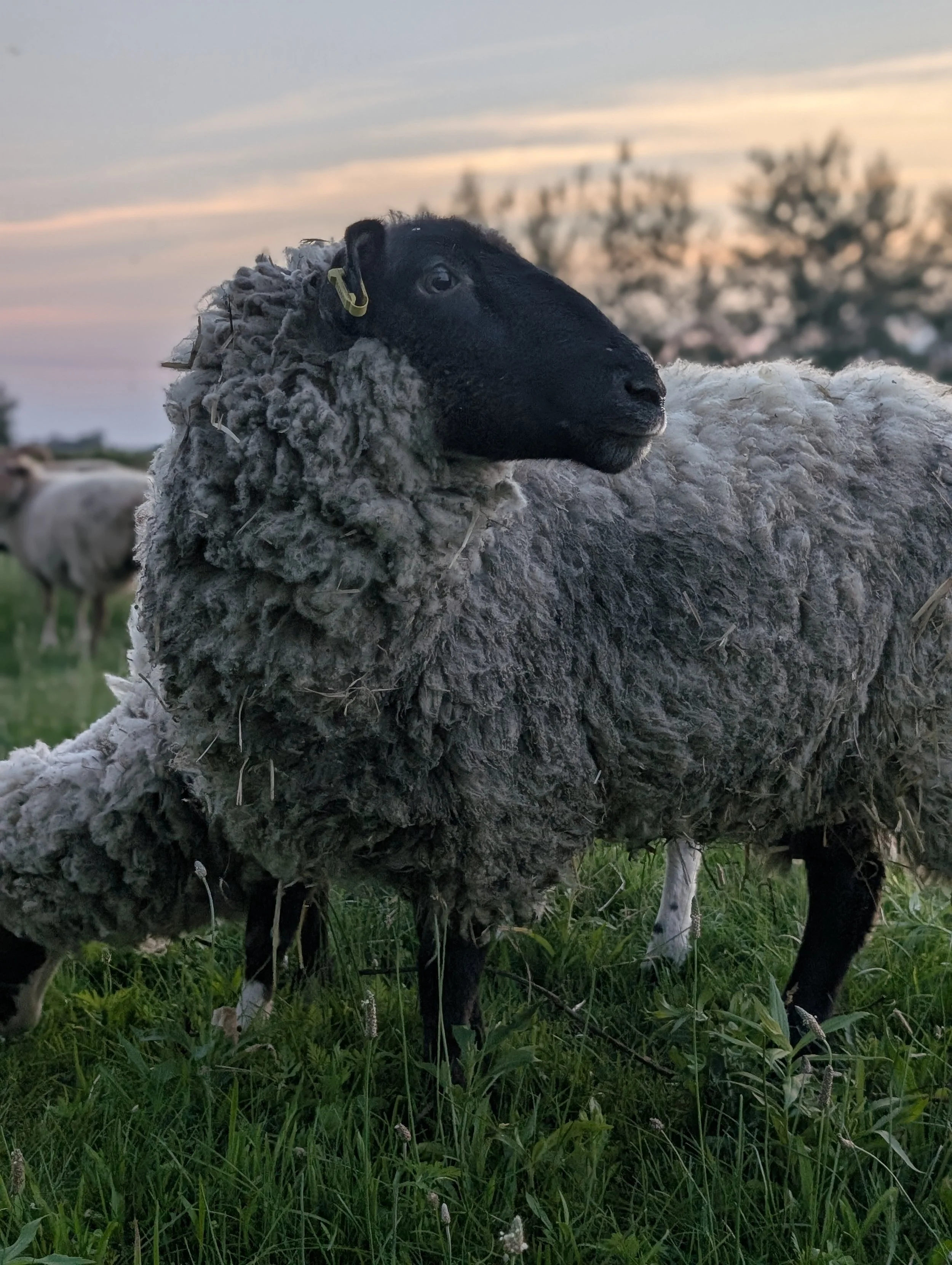 A black sheep with a thick fleece stands in a grassy field during sunset, with trees in the background.