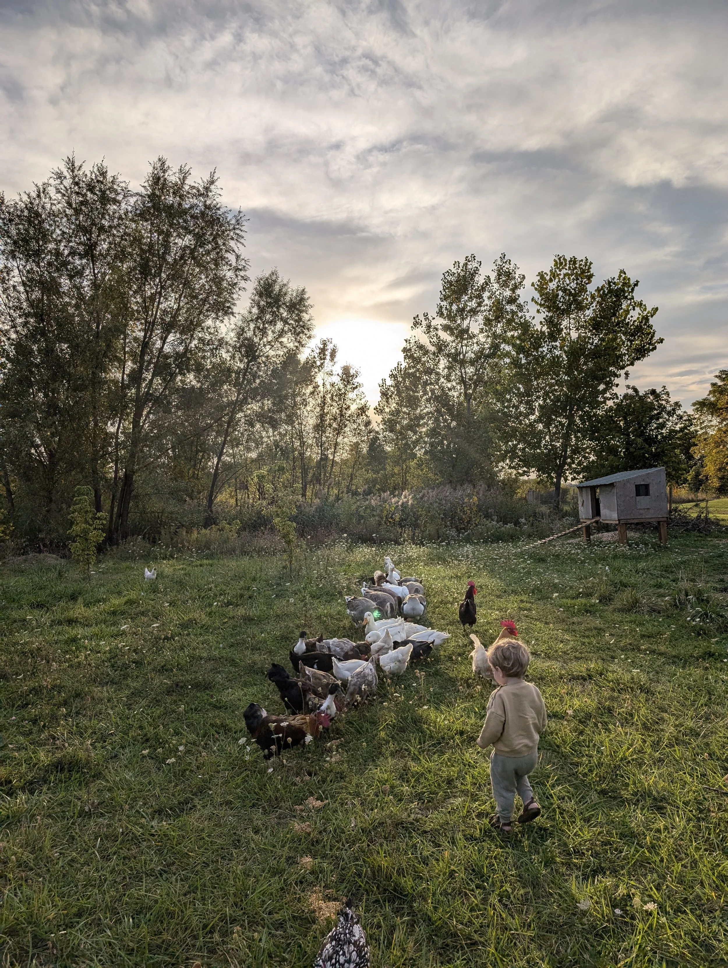 A young child walking through a grassy field with a flock of mixed ducks and chickens, under a cloudy sky at sunset.