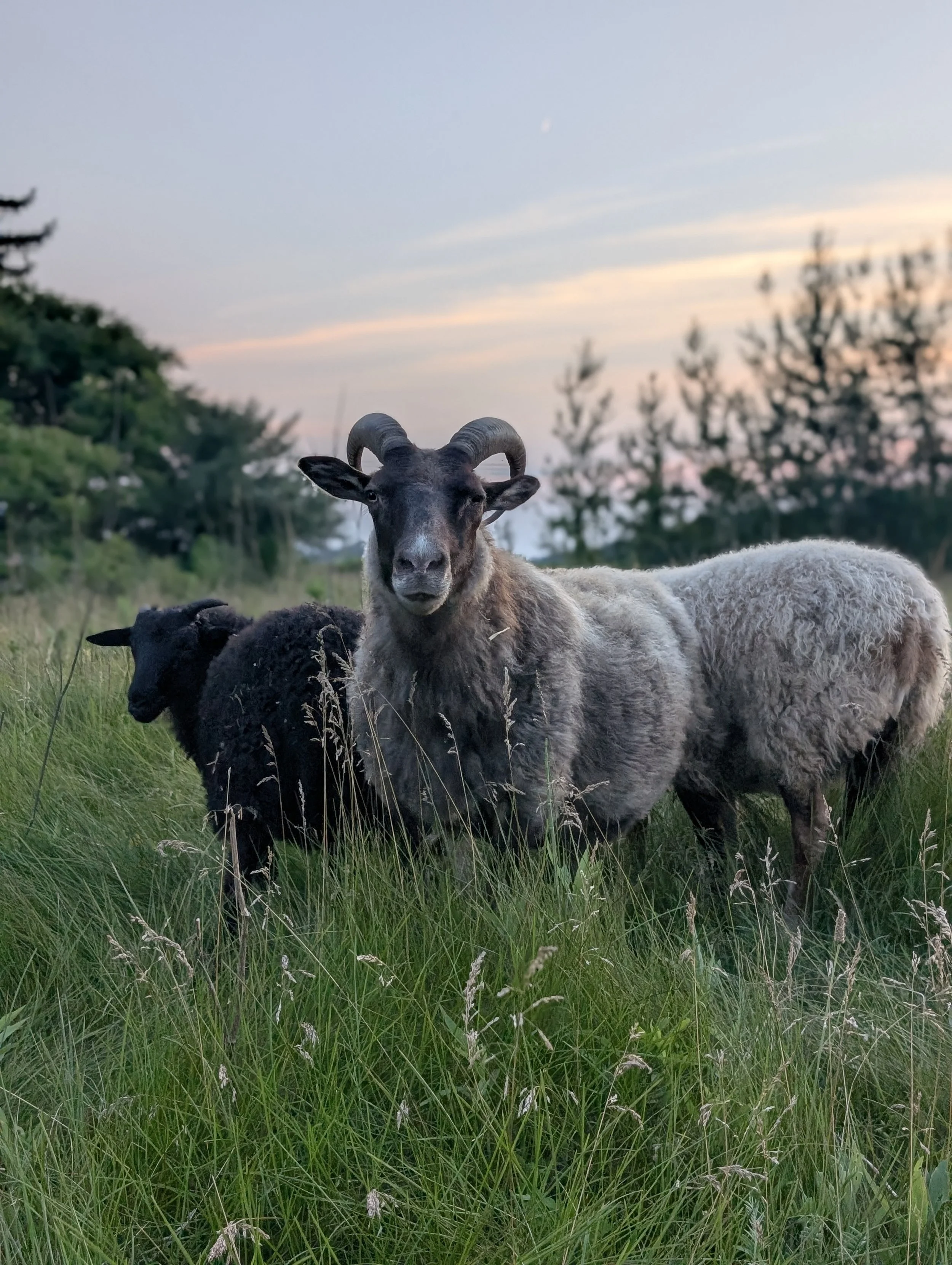 A goat with curved horns and brown and white fur lying in tall green grass with trees and a sunset sky in the background.