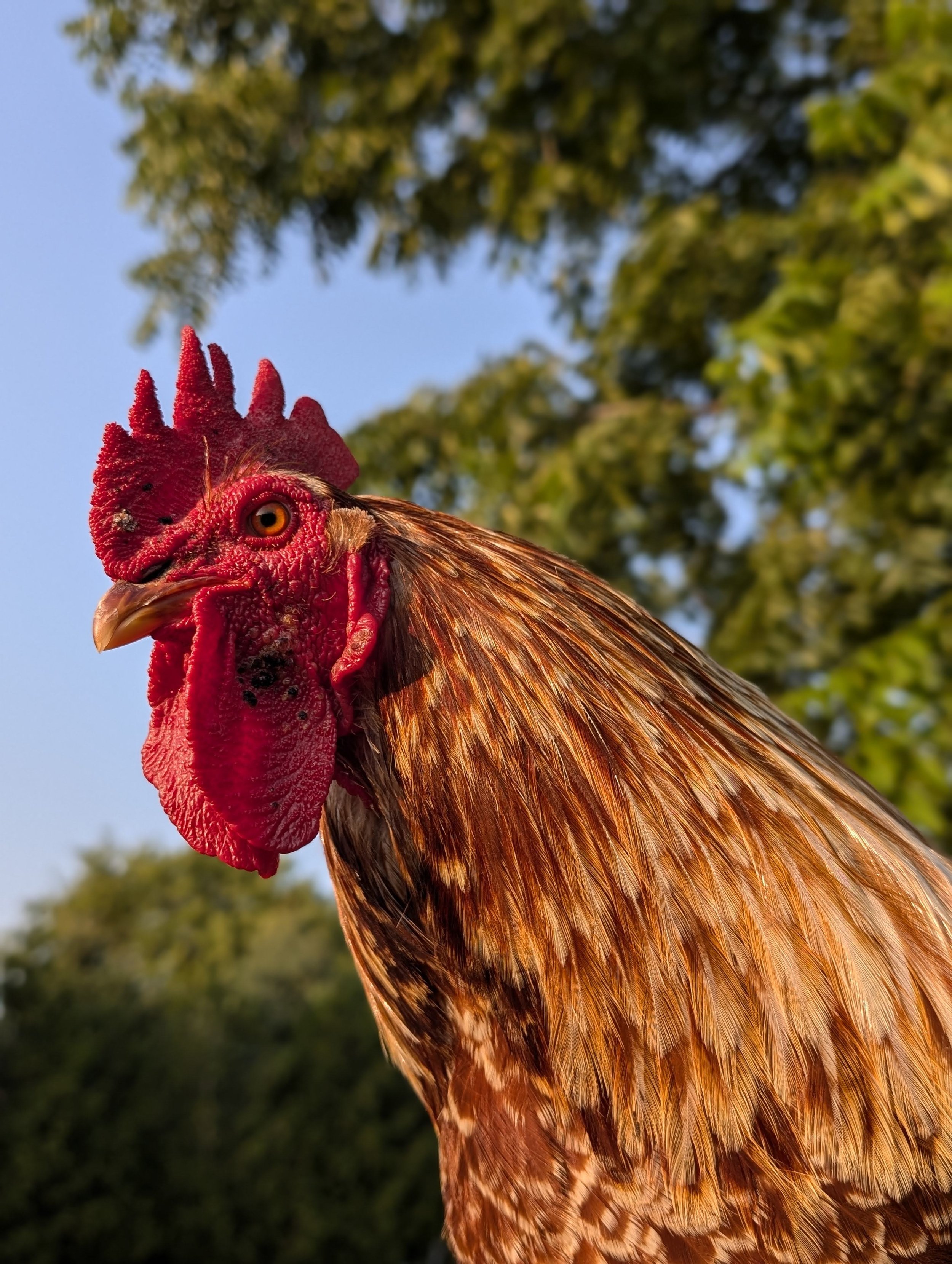 Close-up of a rooster's head with orange eye, red comb, and reddish-brown feathers against a background of green trees and a blue sky.