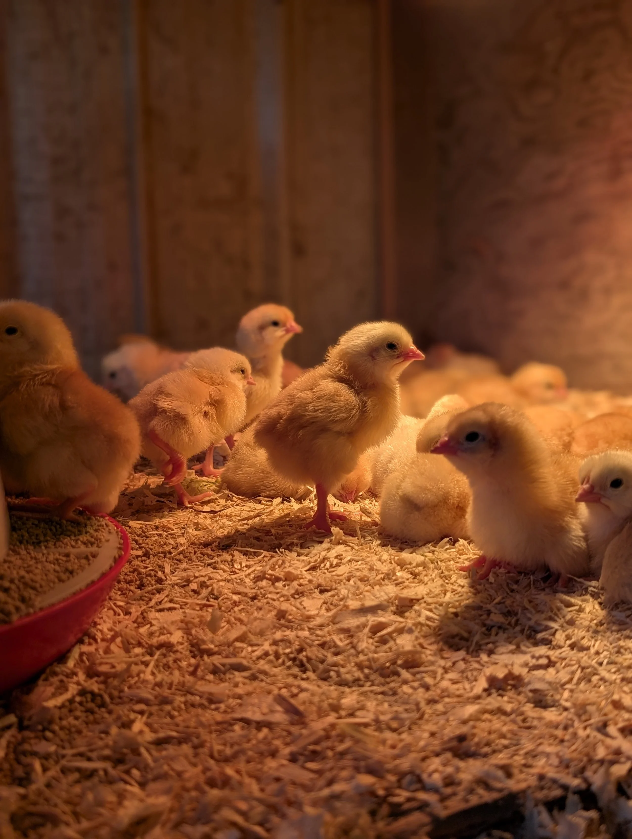 Group of yellow chicks foraging on wood shavings floor inside a brooder with warm lighting.