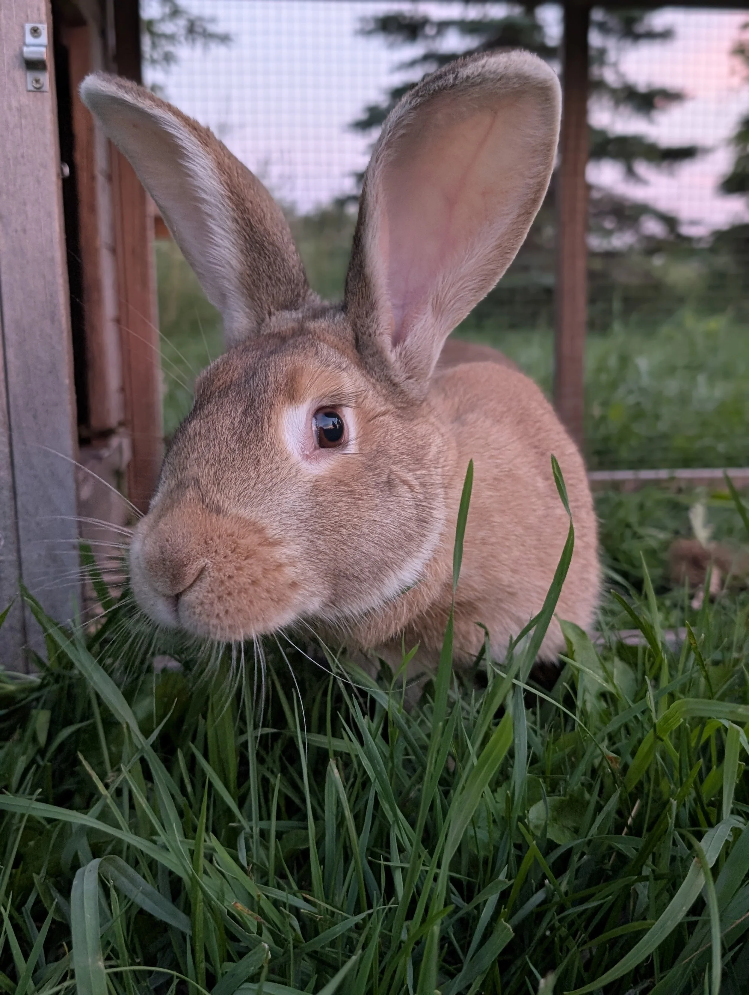 Close-up of a brown rabbit with large ears, lying in green grass near a wooden structure with a wire fence in the background.