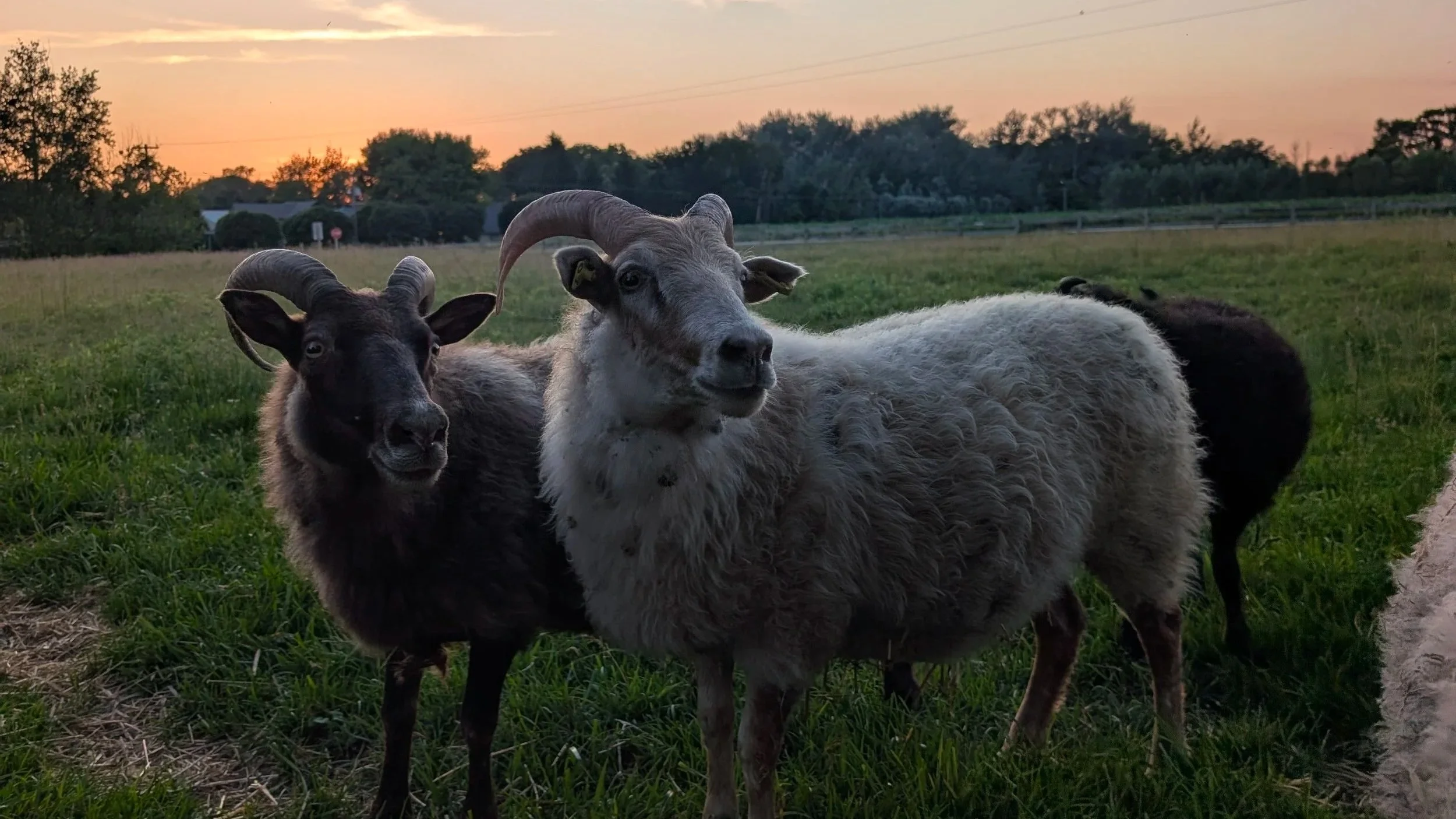 Two goats, one dark-colored and one white with gray, standing in a grassy field at sunset with trees and houses in the background.