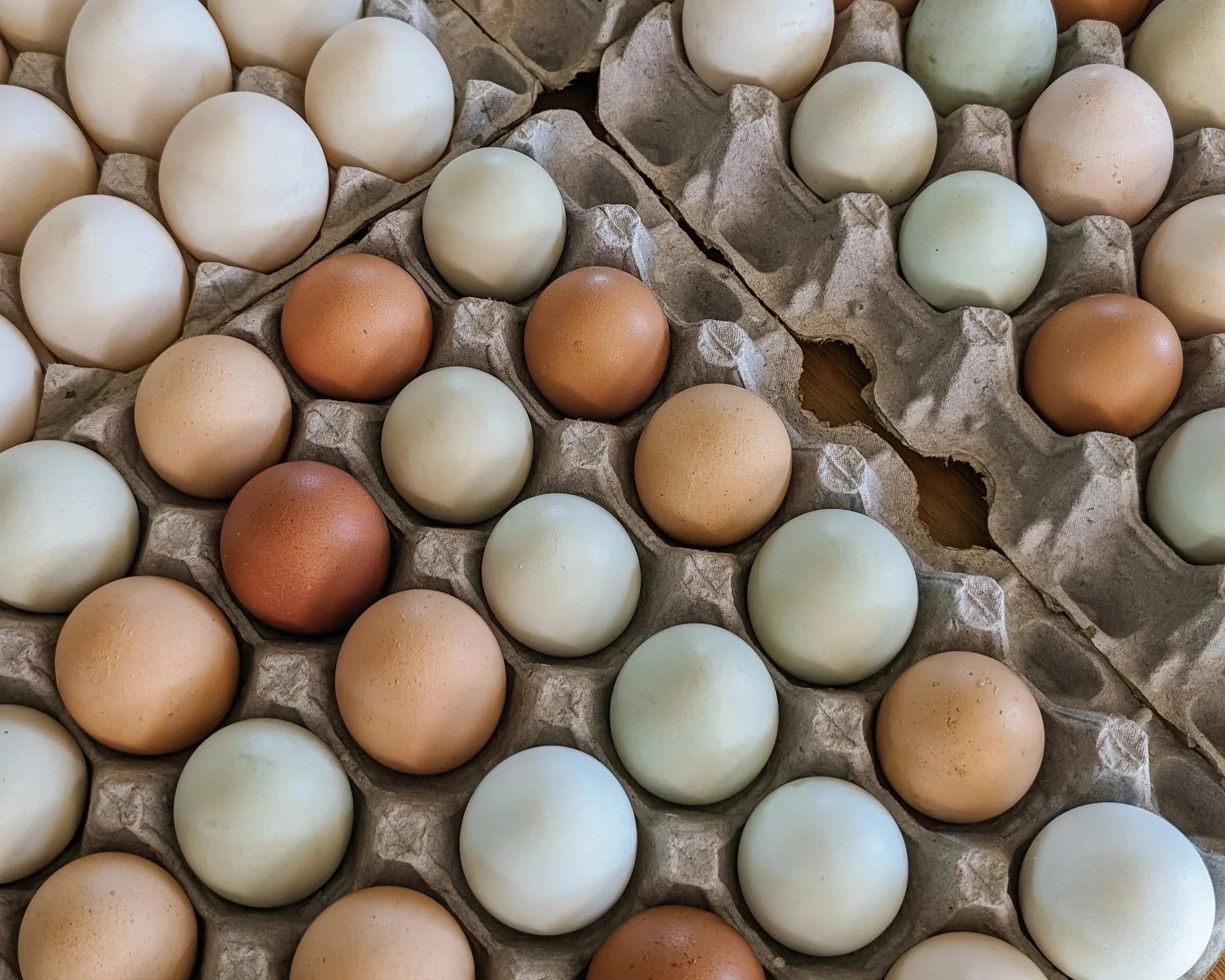 Eggs in a carton with white, brown, and light green shells.