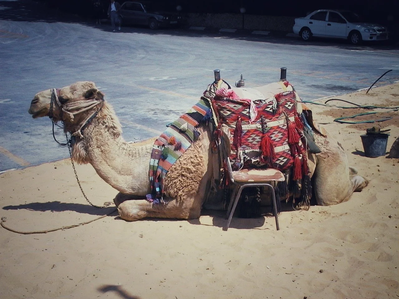 Camel at Jericho