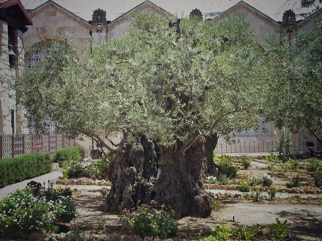 Olive tree in the Garden of Gethsemane dated to the time of Jesus