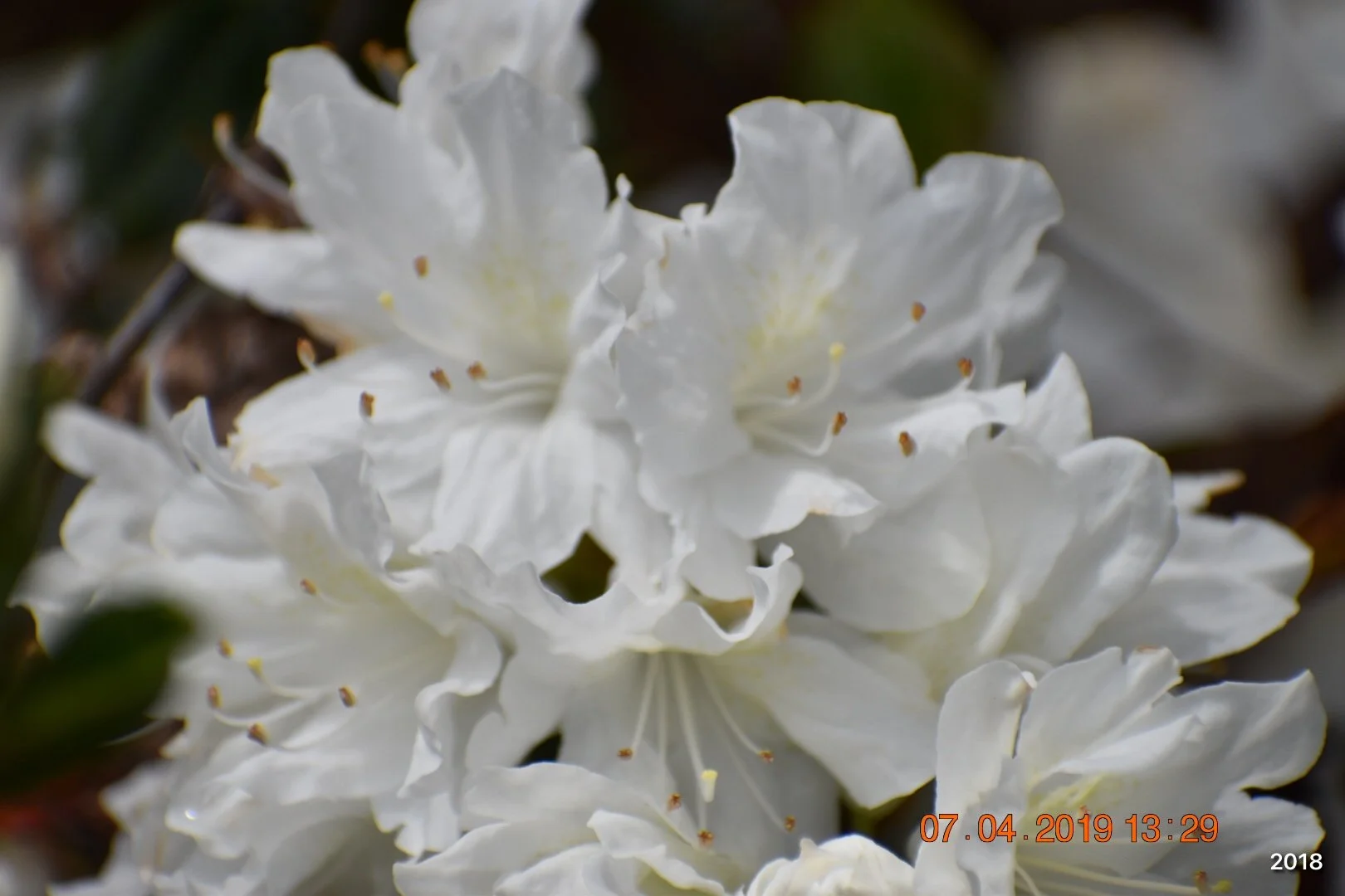 Close-up of white azalea flowers blooming.