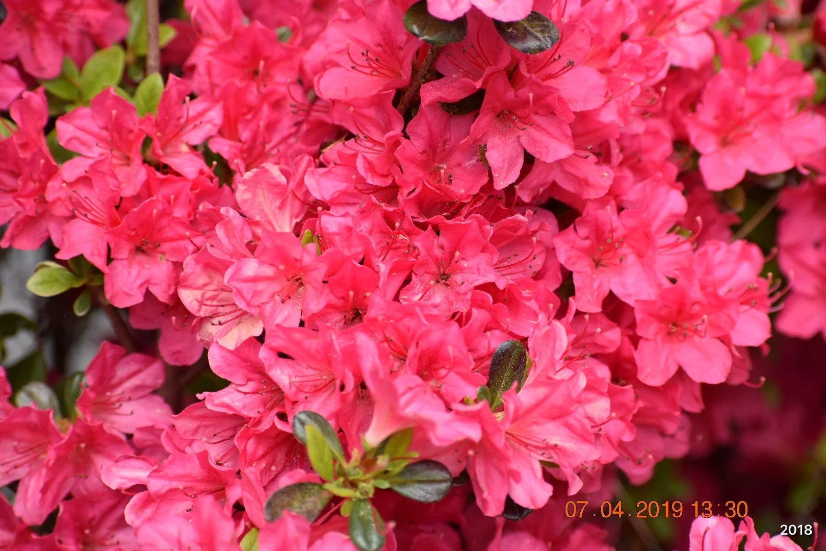Close-up of vibrant pink azalea flowers with green leaves.