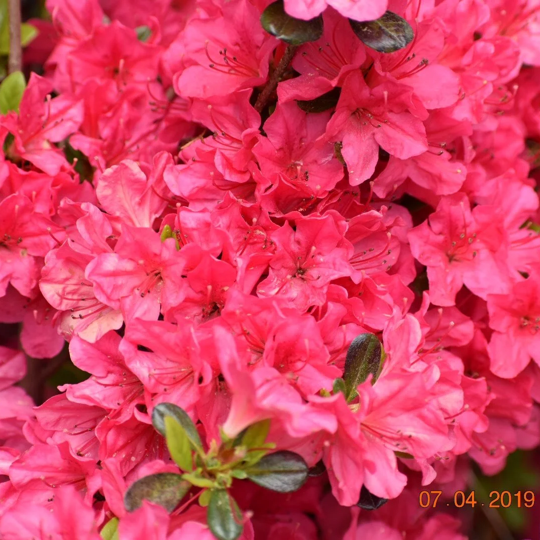 Close-up of vibrant pink azalea flowers with green leaves, with date stamp 07.04.2019 in the bottom right corner.