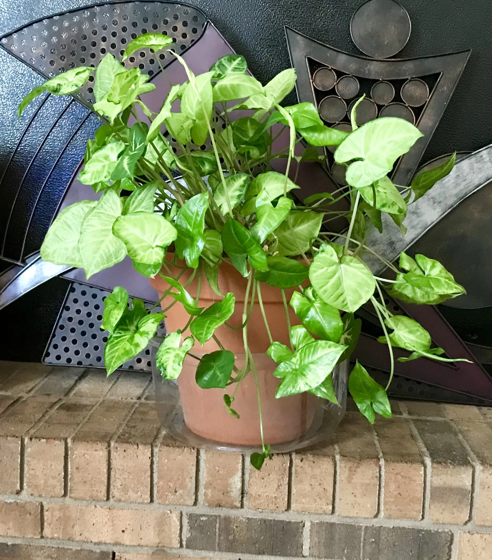 Potted green leafy plant placed on a brick surface with decorative black metal wall art behind it.