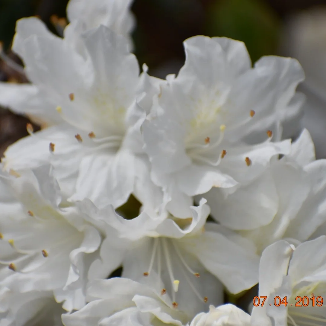 Close-up of white rhododendron flowers with ruffled petals and yellow stamens.