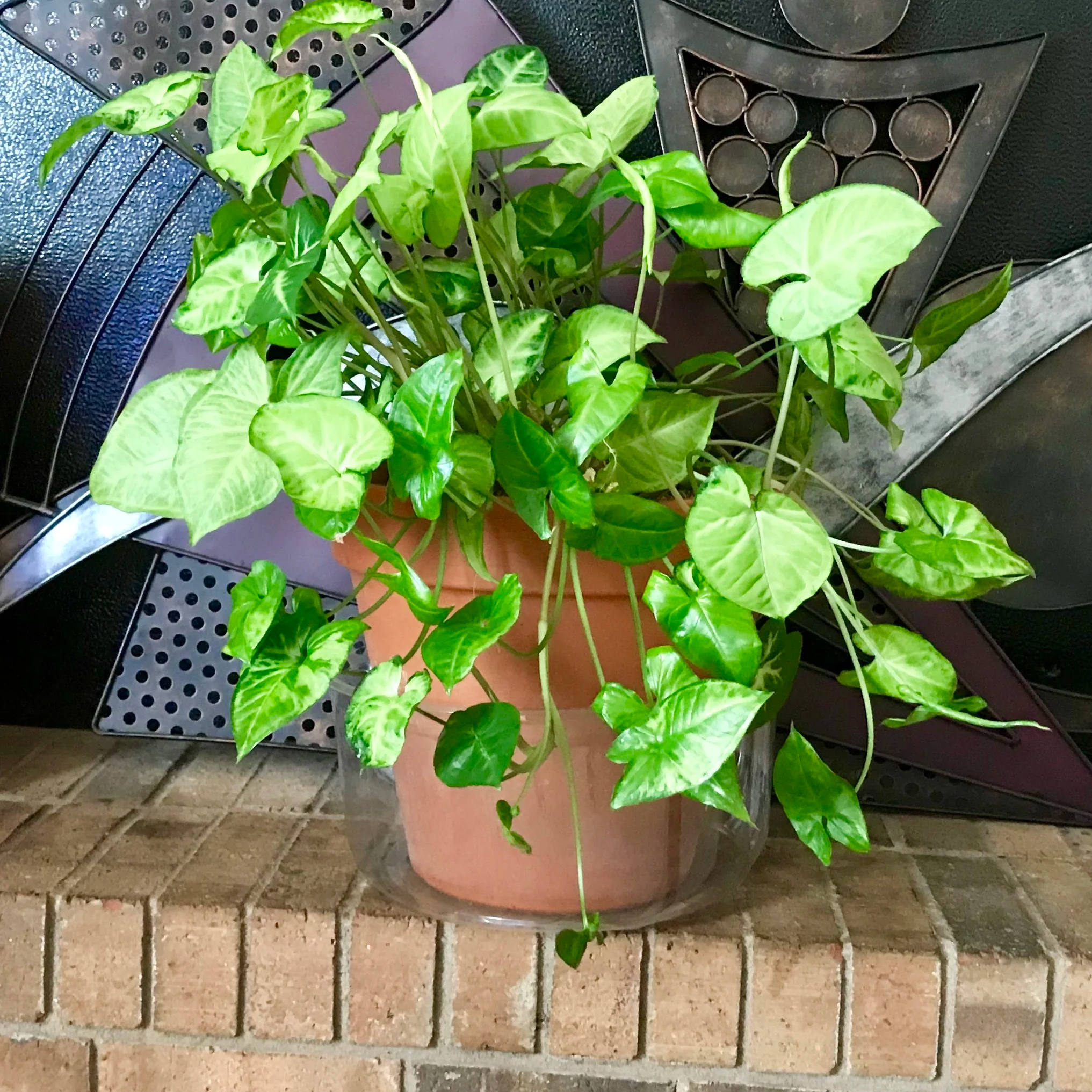 A potted green leafy plant placed on a brick floor near a metallic grill and a tiled surface.