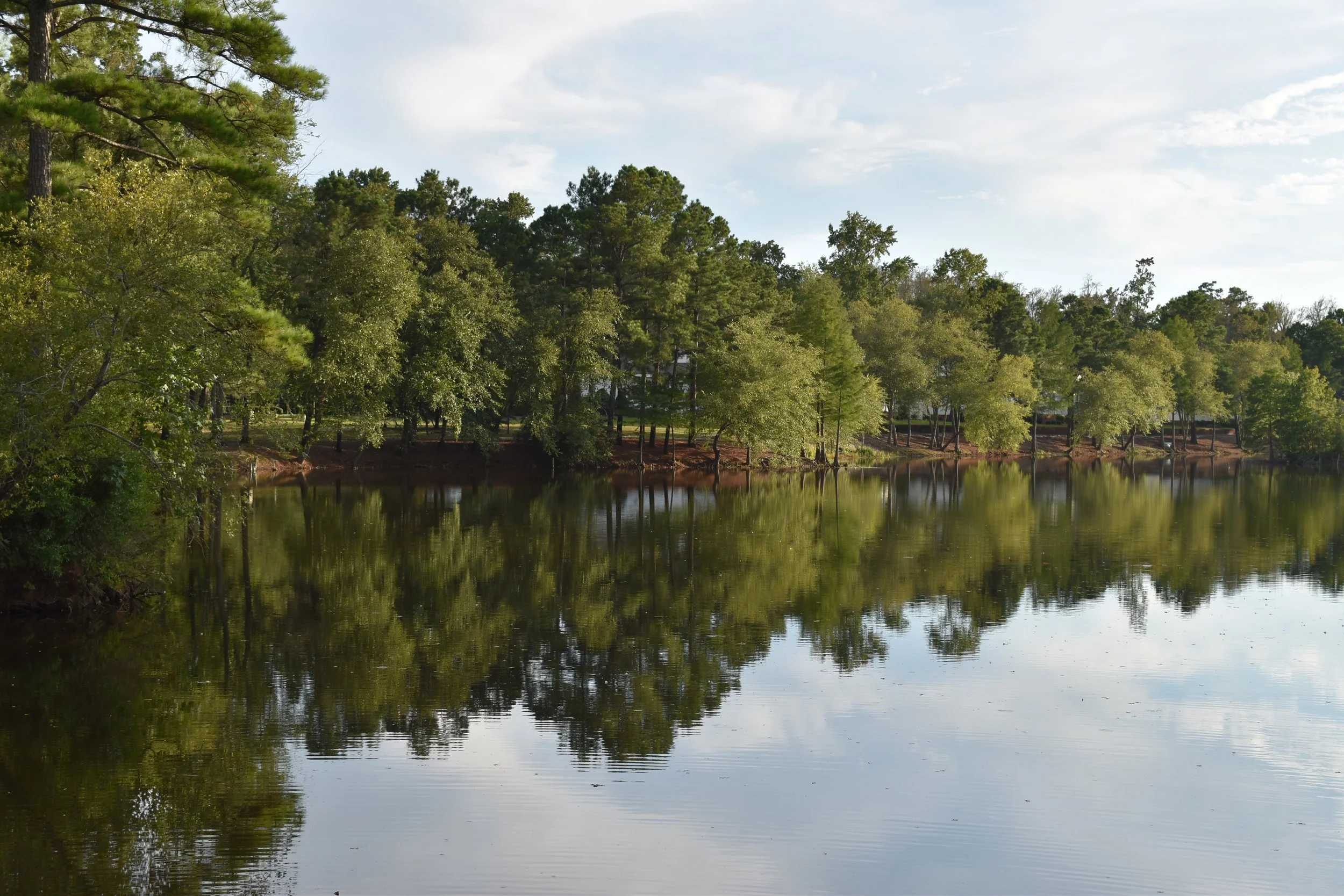Trees reflections in the water