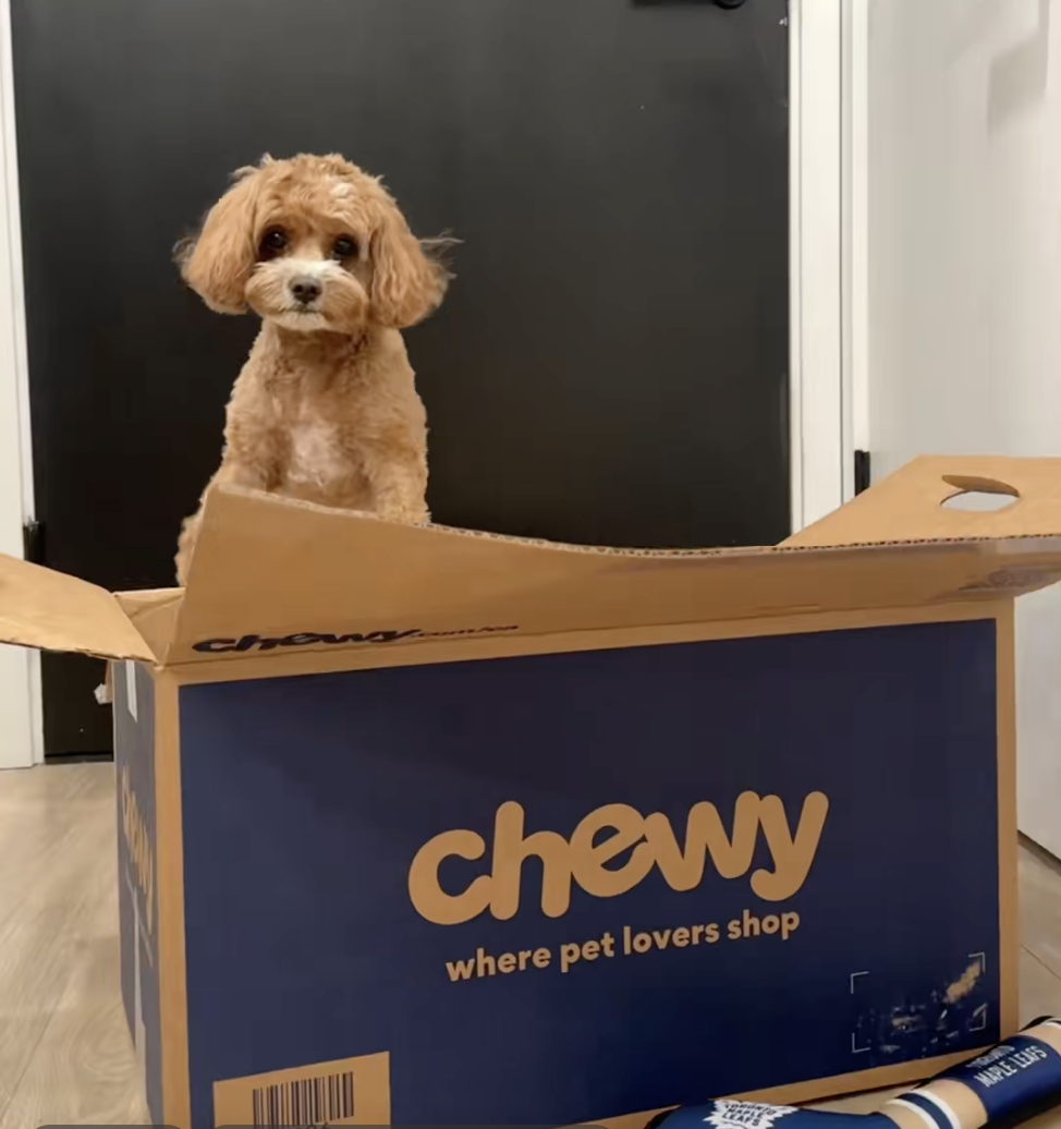 A small brown dog sitting inside a Chewy pet box in a room with a black door and white walls.
