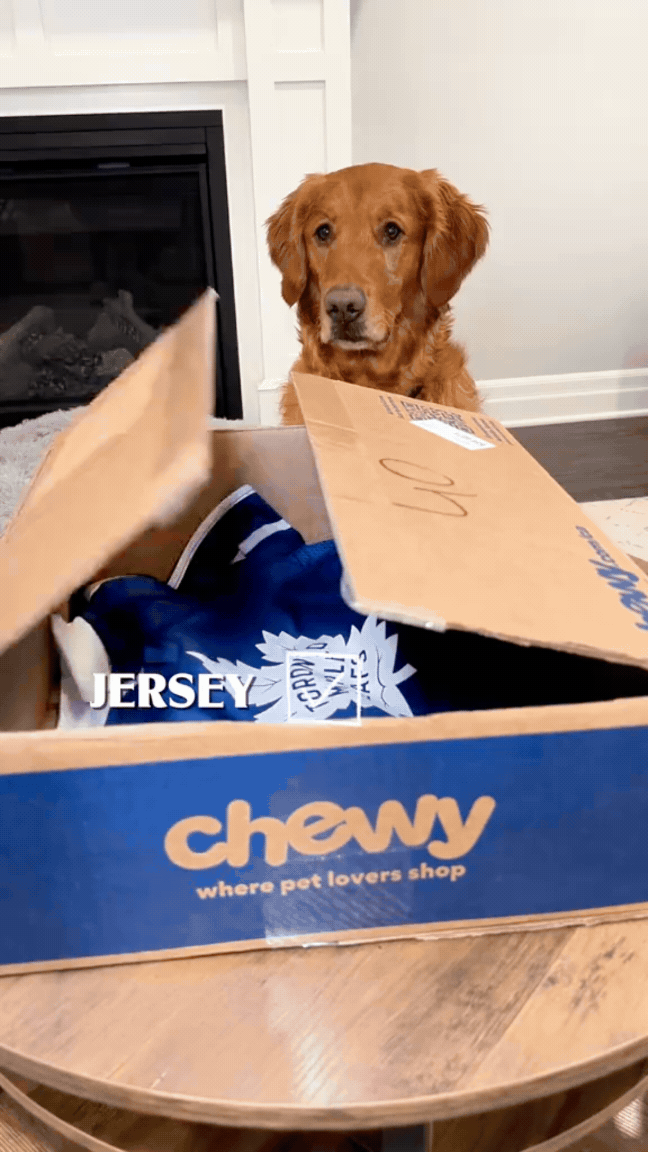 A golden retriever sitting behind a Chewy box with pet items, including a jersey, on a wooden table in front of a fireplace.