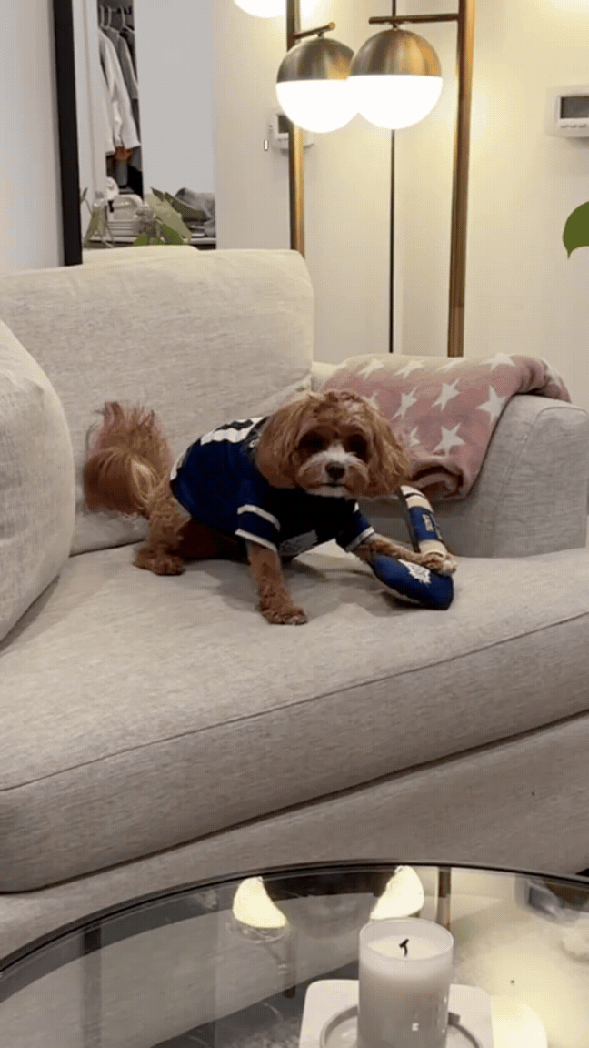 A small dog wearing a blue sports jersey sits on a beige sofa, holding a blue toy. A pink blanket with white stars is draped over the armrest. In the background, there is a floor lamp with two large metallic shades and a glimpse of a closet or room with clothes.