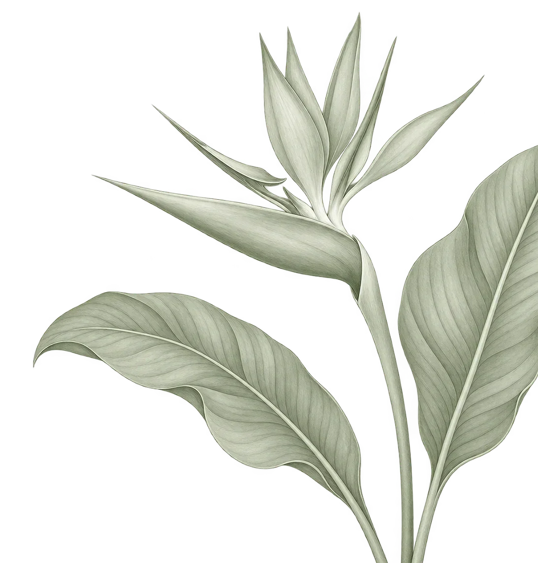 Botanical illustration of a sage green bird of paradise flower, Caribbean tropical decoration