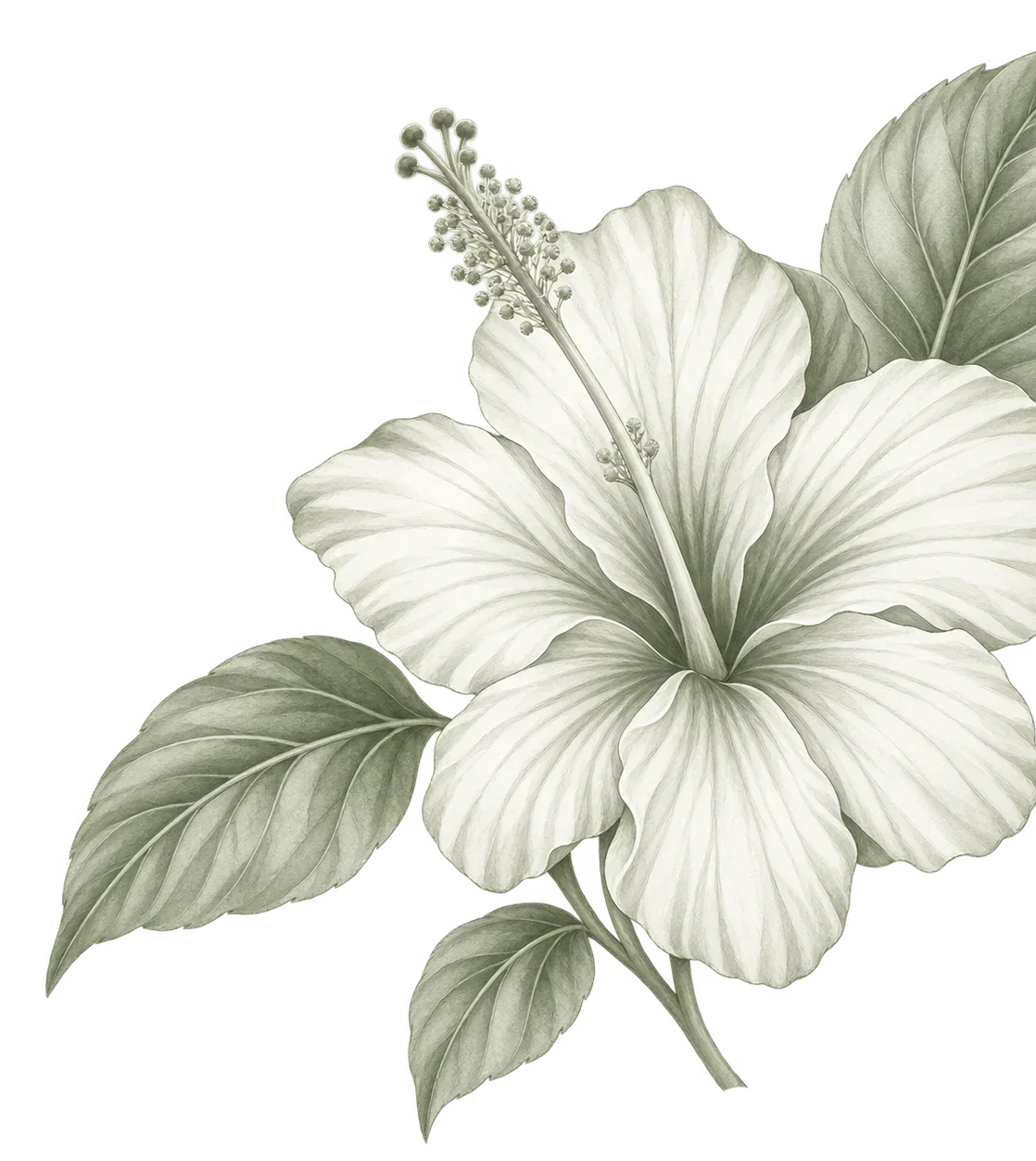 Elegant botanical illustration of a white hibiscus flower with sage green leaves, Caribbean tropical