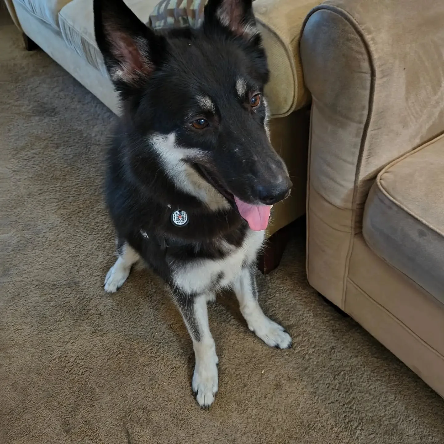 MEET LUNA: CAMPAIGN MASCOT IN TRAINING. I've had her since March and she came to me as a rescue. Some of you have met her already, and hopefully the rest of you will get to meet her too 😊