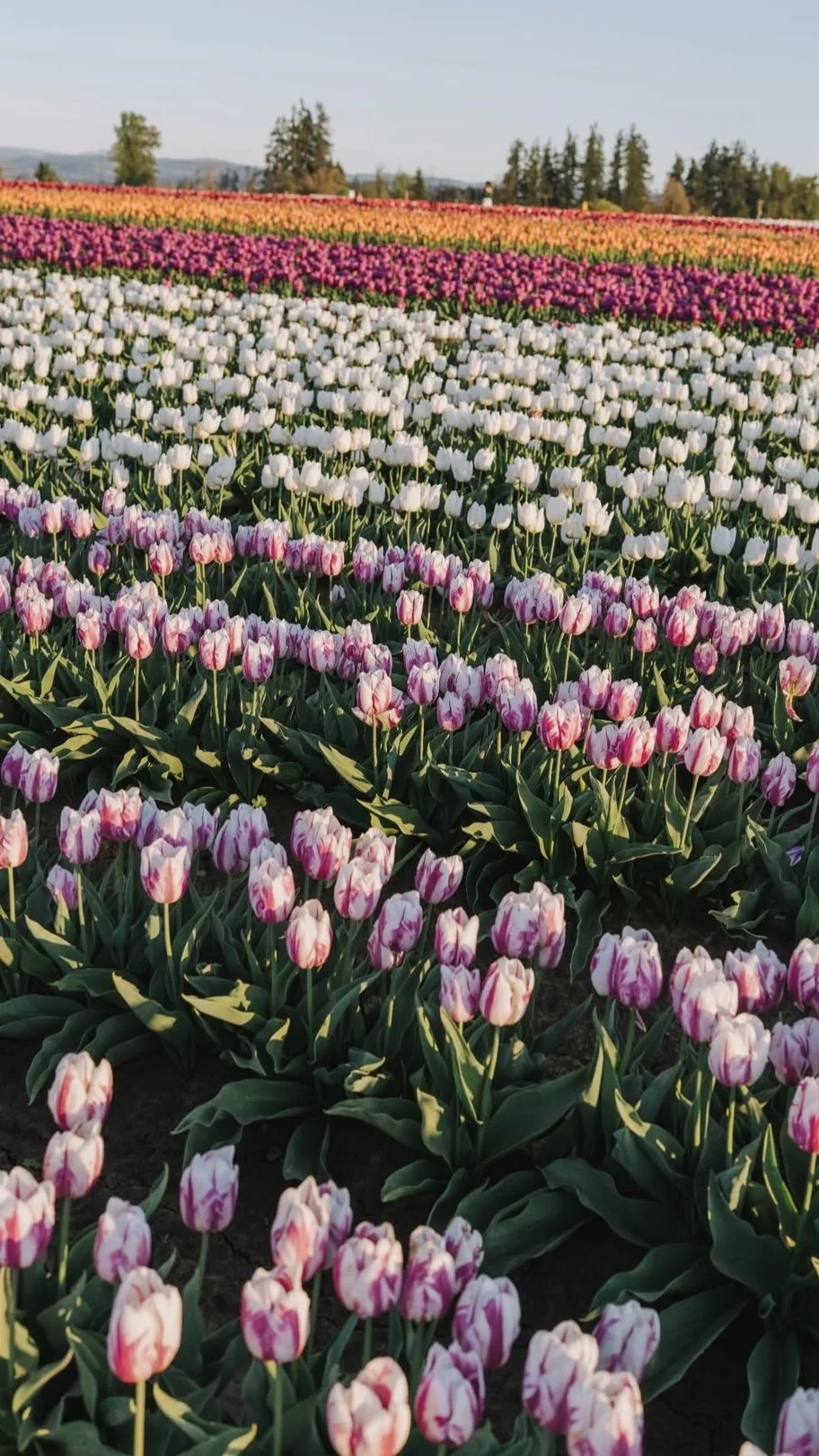 2023-A7-TulipFestival(1).jpg