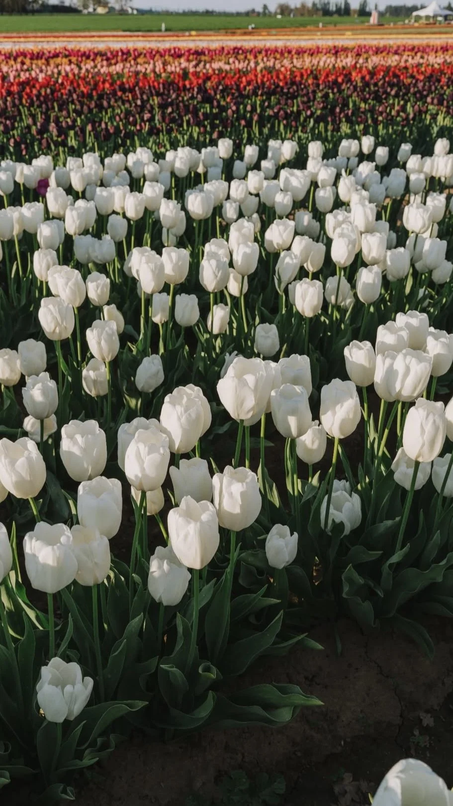 2023-A7-TulipFestival.jpg