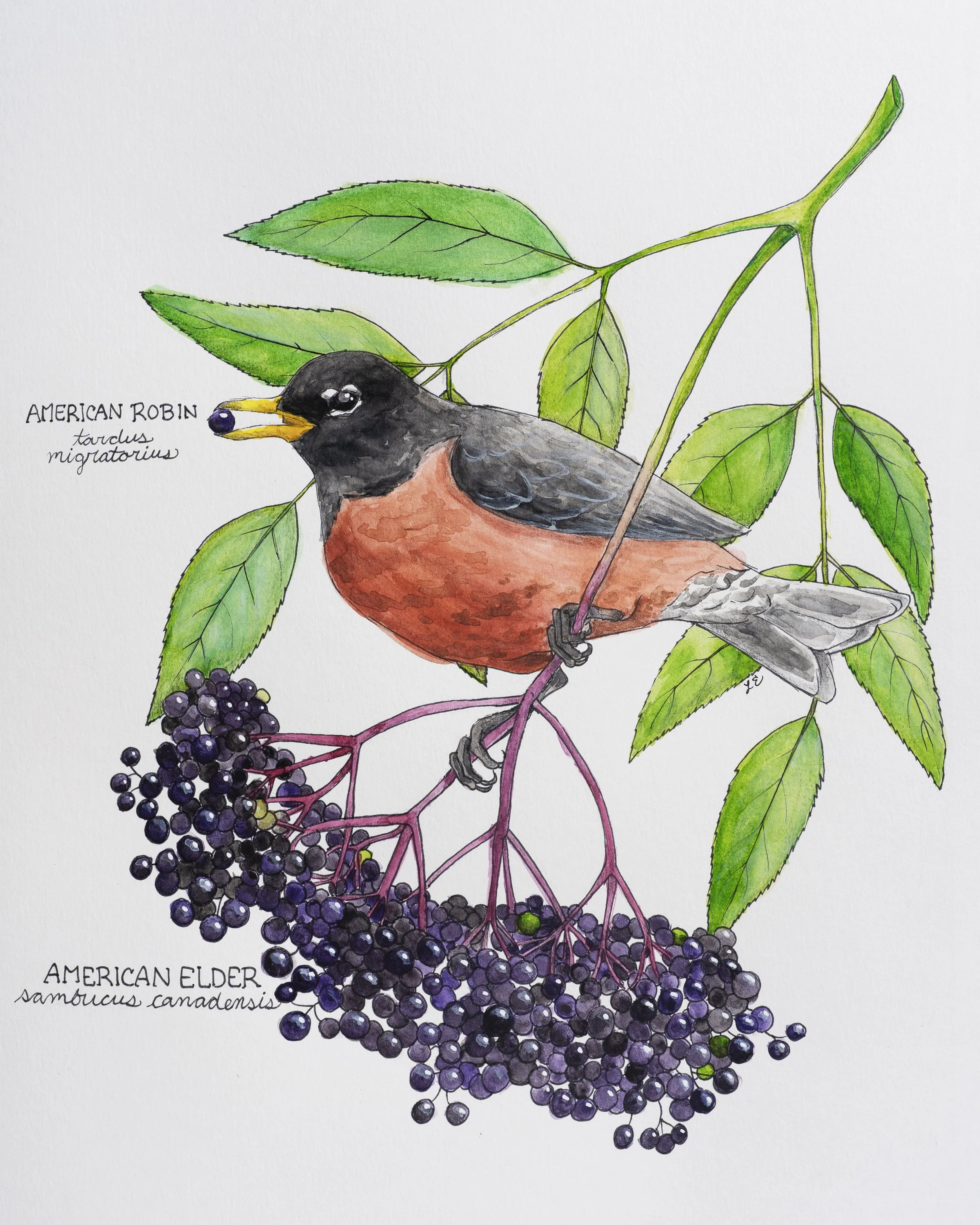 Robin Elderberry image copy 2 lighter.jpg