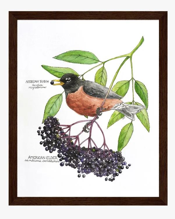 "American Robin, American Elder" - Dark wood framed premium print, 8"x10″