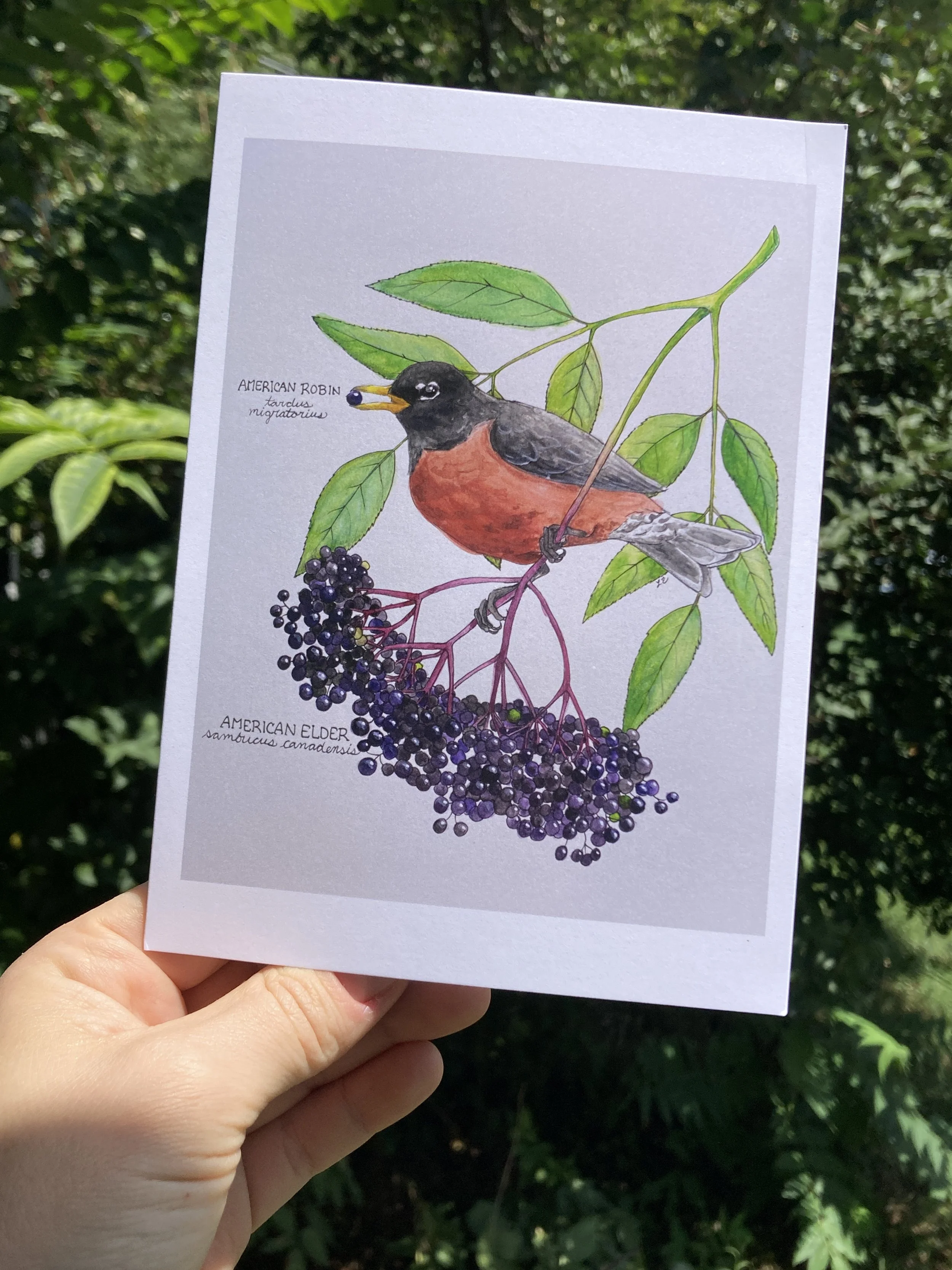 Greeting cards of "American Robin, American Elder"