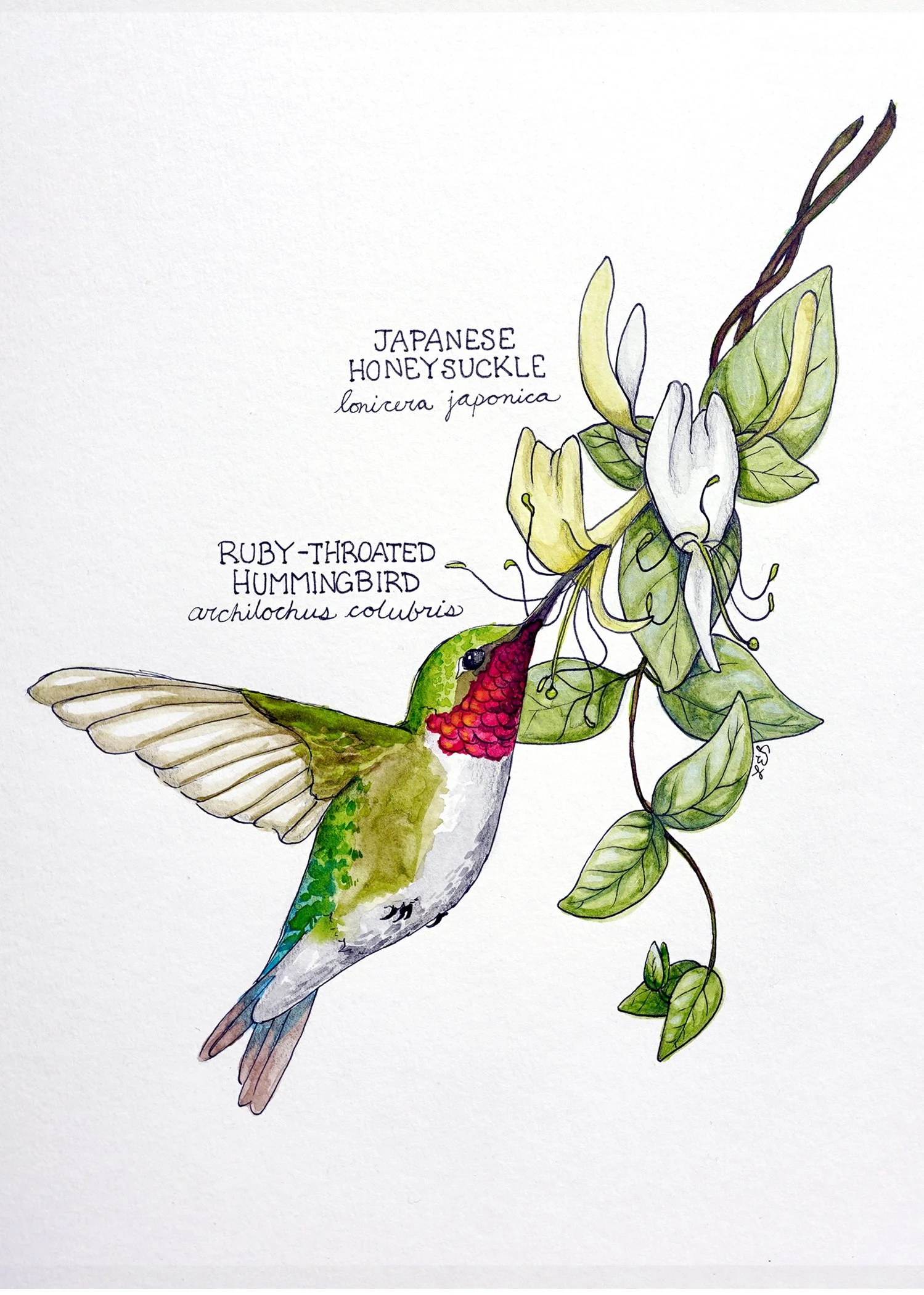 hummingbird card front.jpg