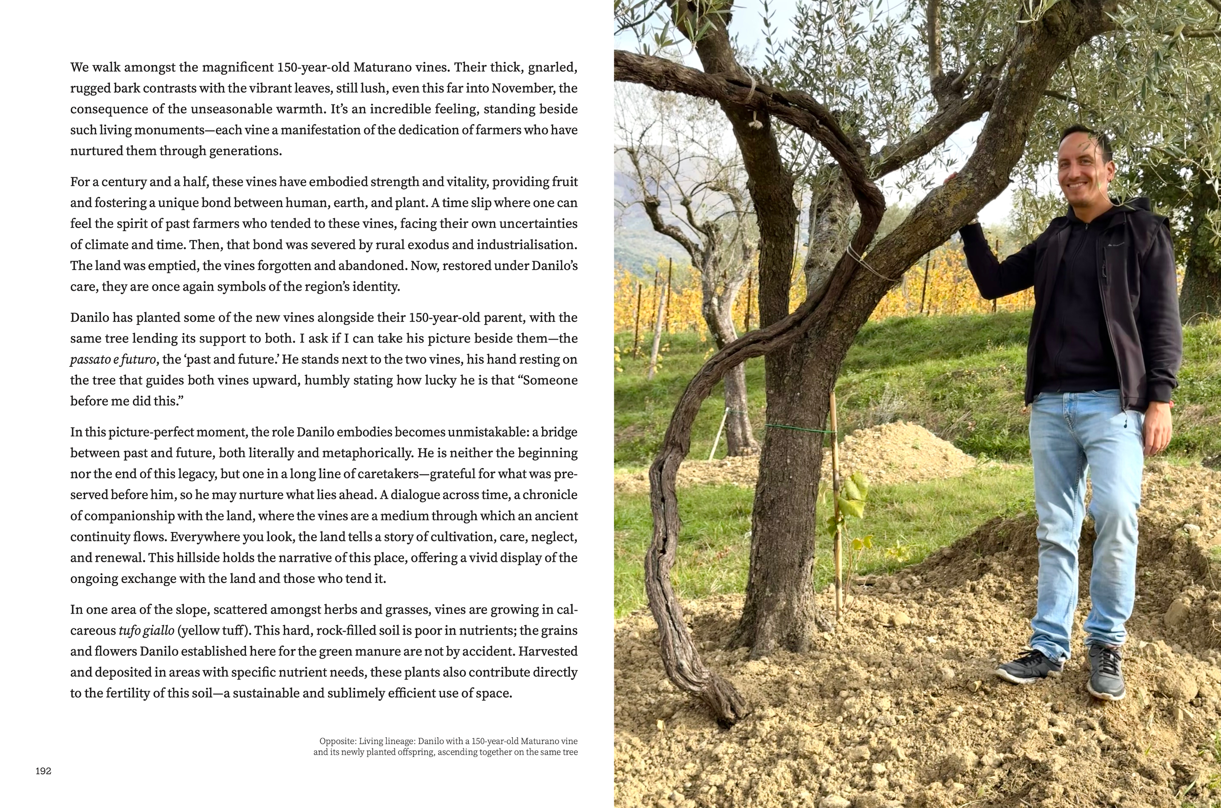 Winemaker Danilo Scenna standing between a 150-year-old Maturano vine and its newly planted offspring climbing the same tree in Pescosolido, Frosinone, Lazio, Italy.