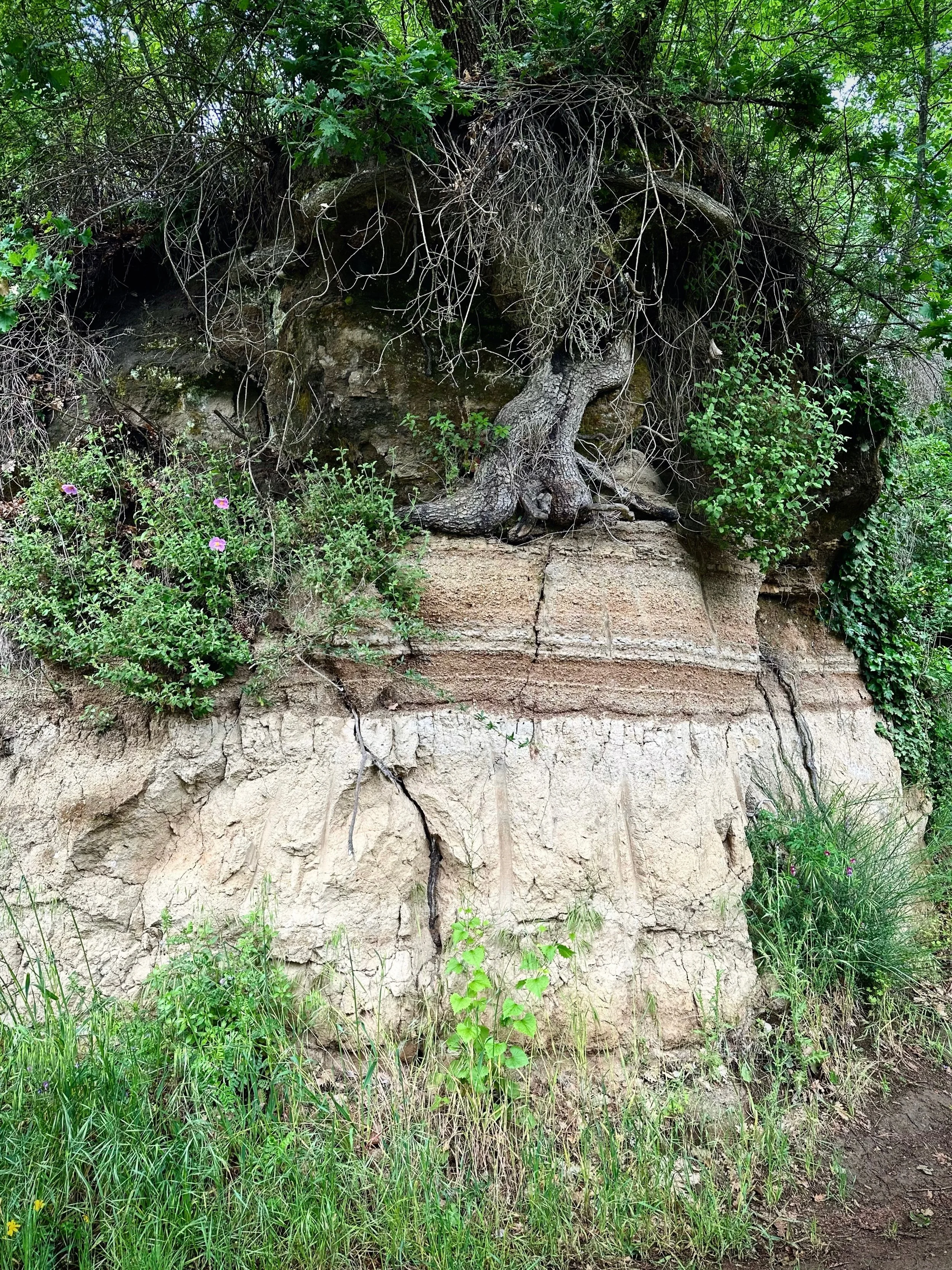 Tree roots penetrating layered volcanic rock at Corvaglialla in Lubriano, Viterbo, Lazio, Italy.