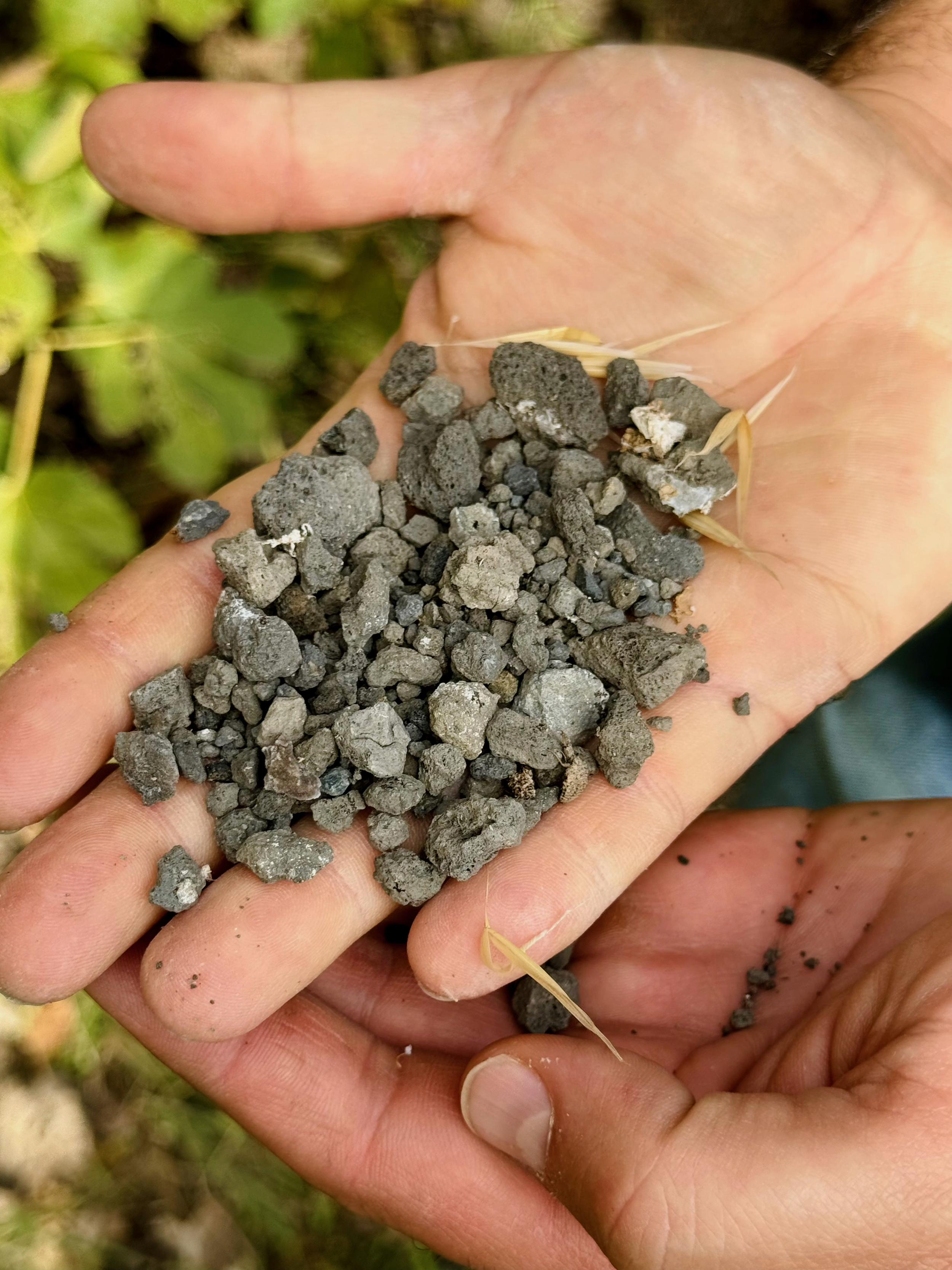 Winemaker Andrea Occhipinti holding volcanic lapilli soil in Gradoli, Lazio, Italy.