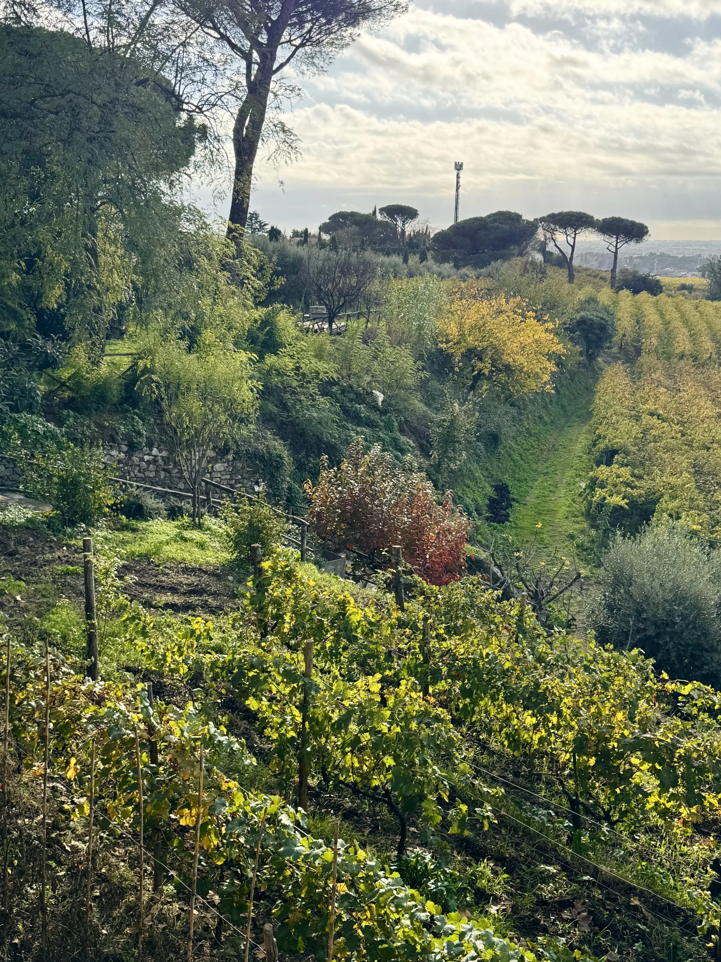 Biodiversity vineyard in Grottaferrata, Lazio, Italy, illustrating the integration of vineyards, trees, and natural habitat.